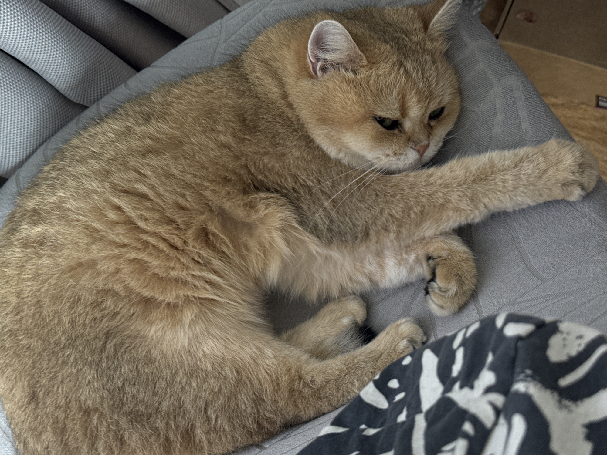 A golden-brown British Shorthair cat is curled up and lying on a gray chair or cushion. The cat has its front paw outstretched and is partially covering a black and white patterned cloth. Parts of gray curtains are visible on the left side of the image. The setting appears to be indoors. The location information suggests that the photo might have been taken in a residence or private space in Odintsovo, Russia.