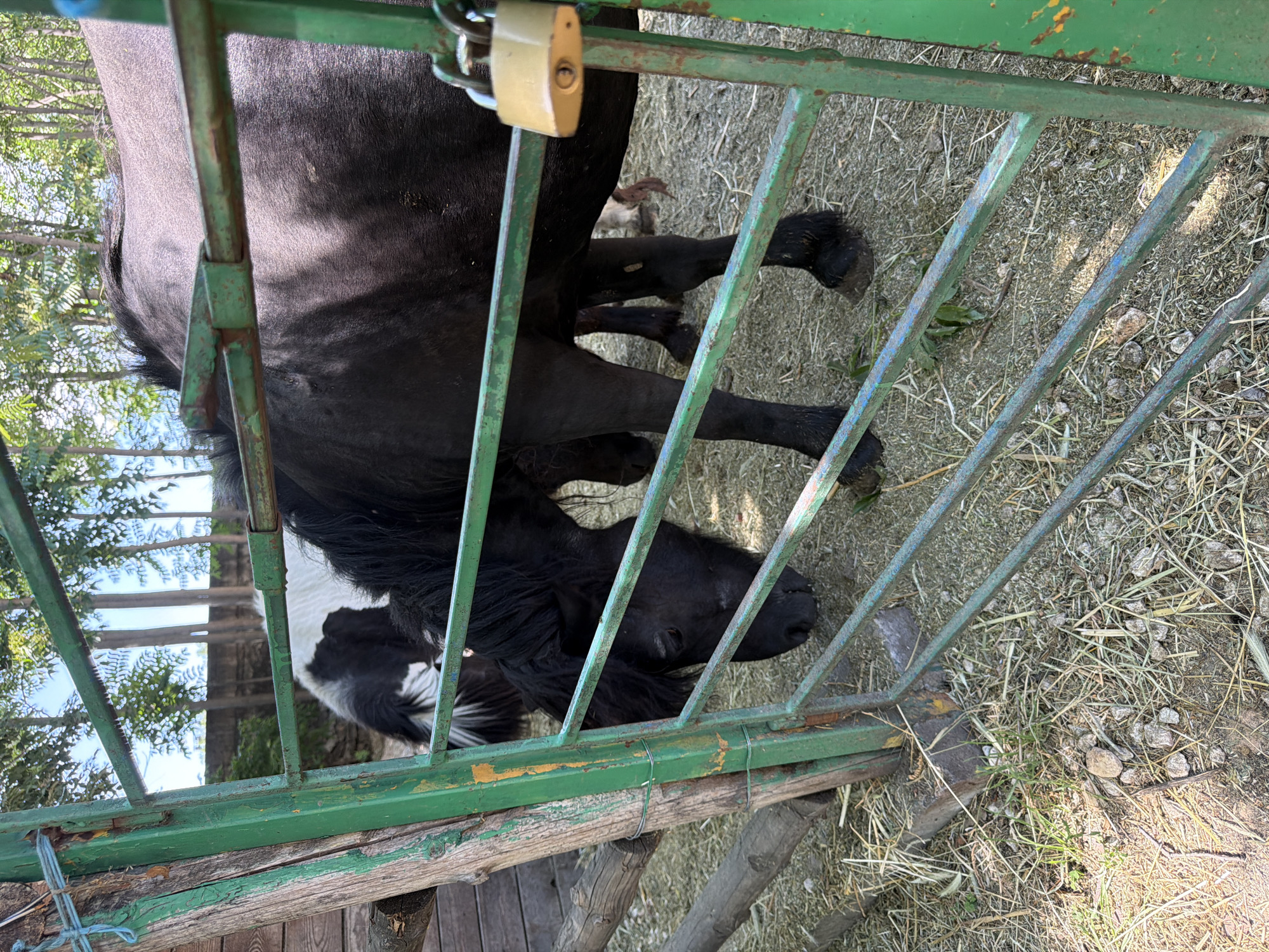 In Pazardzhik, Bulgaria, a black horse is visible behind a green metal gate. The horse is facing downwards, with its head lowered as if grazing. Part of a black and white horse is visible behind the black horse. The gate is secured with a brass padlock. The ground is covered with straw and small stones. Trees and a wooden fence are in the background. The scene appears to be an outdoor enclosure, possibly a stable or a paddock.