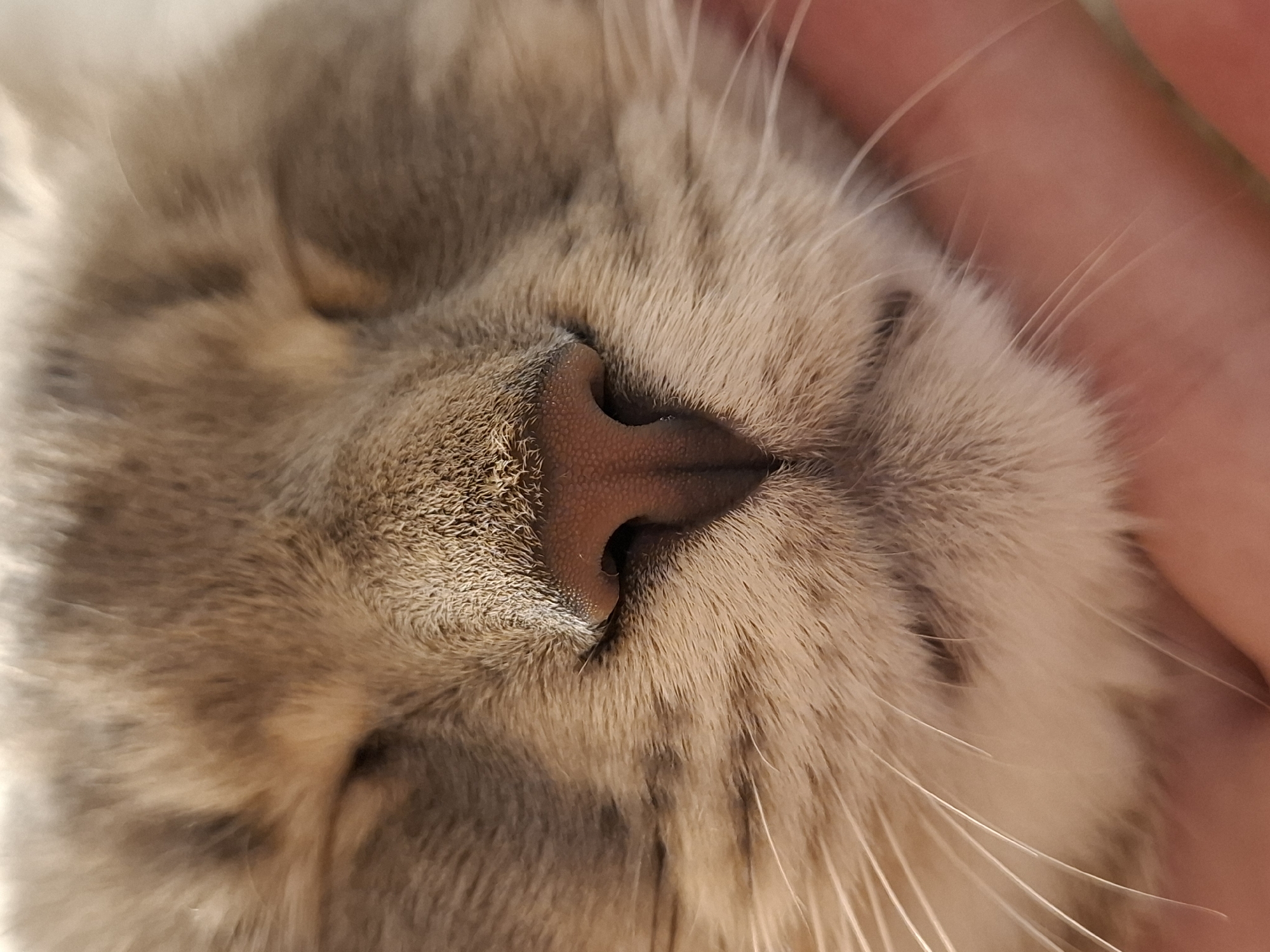 A close-up, overhead shot focuses on the nose and closed eyes of a cat. The cat's fur is a mix of light brown and gray, with darker stripes visible. Its nose is pinkish-brown and textured. Long, white whiskers extend from the sides of its face. A human hand, with visible skin texture and a pale pink tone, is supporting the cat's face from the right side of the frame. The background is softly blurred, suggesting the cat is relaxed and possibly being petted. The scene appears to be indoors, given the soft lighting and close cropping.