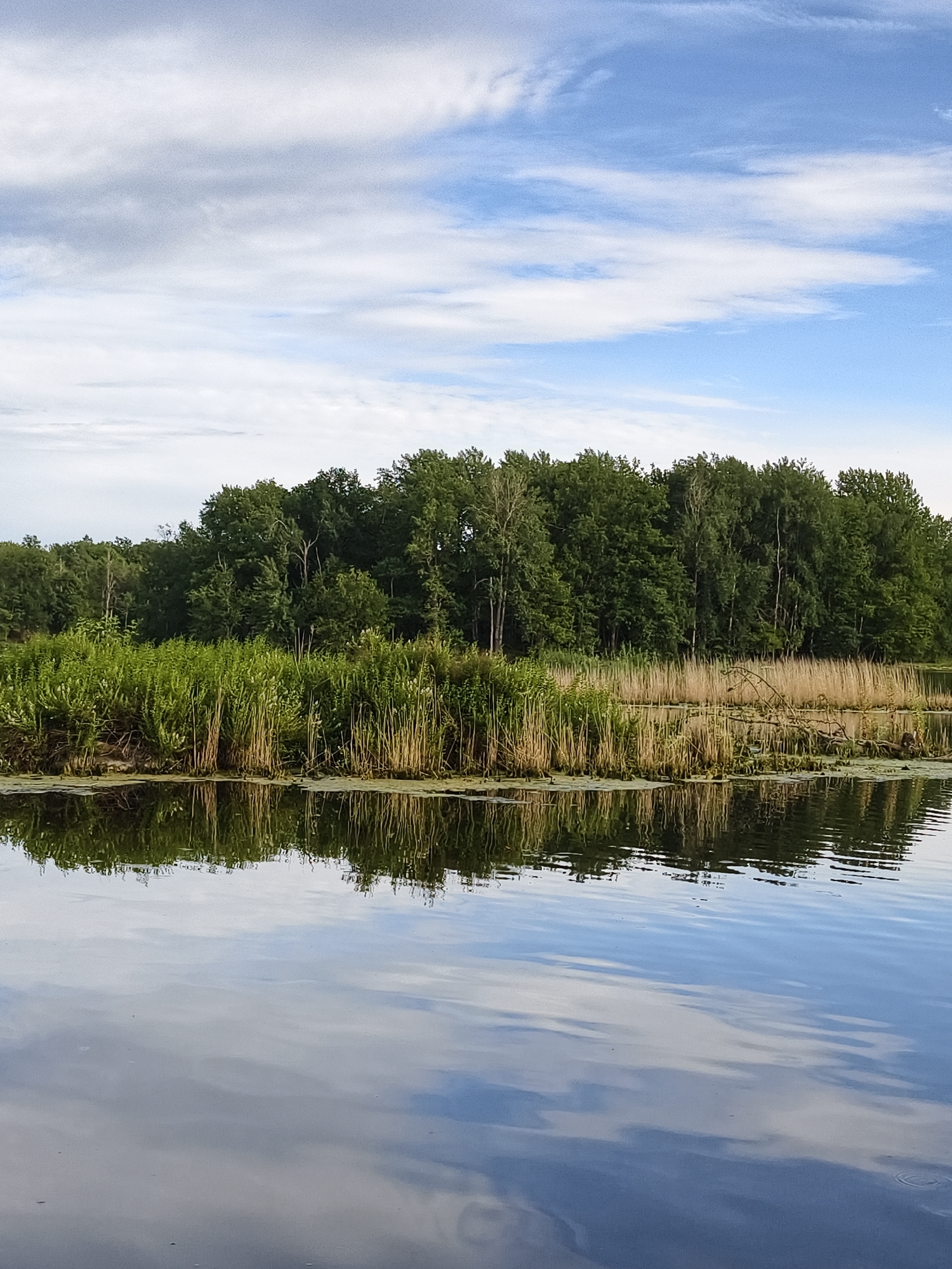 The image depicts a serene waterscape with a dense forest bordering the far bank. The foreground is dominated by the calm, reflective surface of the water, mirroring the sky and the vegetation. The water appears dark and tranquil, with subtle ripples disturbing the perfect reflection. Along the edge of the water, a thick band of tall, green reeds and grasses grows, interspersed with dry, brown stalks of reeds. Beyond this fringe of vegetation, a line of mature deciduous trees forms the backdrop. Their canopy is a rich, deep green, suggesting a lush, summer foliage. The sky above is a bright blue, streaked with wispy white clouds that are also reflected in the water. There are no people or man-made structures visible in the image, emphasizing a natural, untouched environment. The scene is likely set in a natural body of water such as a lake or slow-moving river. Given the description and the absence of any specific landmarks, it is not possible to confirm the location in the city of Slaka, Sweden, based solely on the visual information provided.