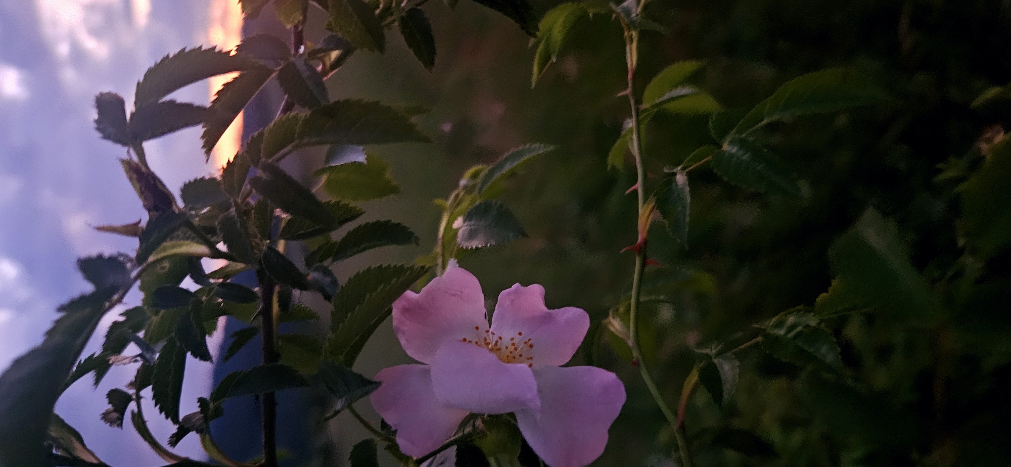 The image captures a close-up, vertical view of a wild rose plant, likely at dusk, situated in Gutsal, Bulgaria. A single, light pink five-petaled wild rose flower, with visible yellow stamens, is the primary subject, positioned in the lower-left quadrant of the frame. Its petals exhibit a soft, uniform pink coloration. Surrounding the flower and extending across the midground are numerous dark green, serrated leaves and branches of the rose bush. A distinct thorny stem, with sharp reddish-brown thorns, extends horizontally across the lower-center portion of the image. The foliage in the foreground and midground displays varying degrees of focus, with some elements appearing sharp and others softly blurred.
The background transitions from a dark, out-of-focus field or dense foliage in the lower-right to a twilight sky in the upper half. The sky features gradients of purplish-blue and gray clouds, indicating low light conditions. A strip of soft orange and pink light is visible along the distant horizon towards the upper-right, consistent with a sunset or its immediate afterglow. Below this celestial display, dark, indistinct silhouettes of hills or mountains are discernible in the far background, particularly in the upper-left. No human figures, animals, or man-made structures are present within the observable scene.