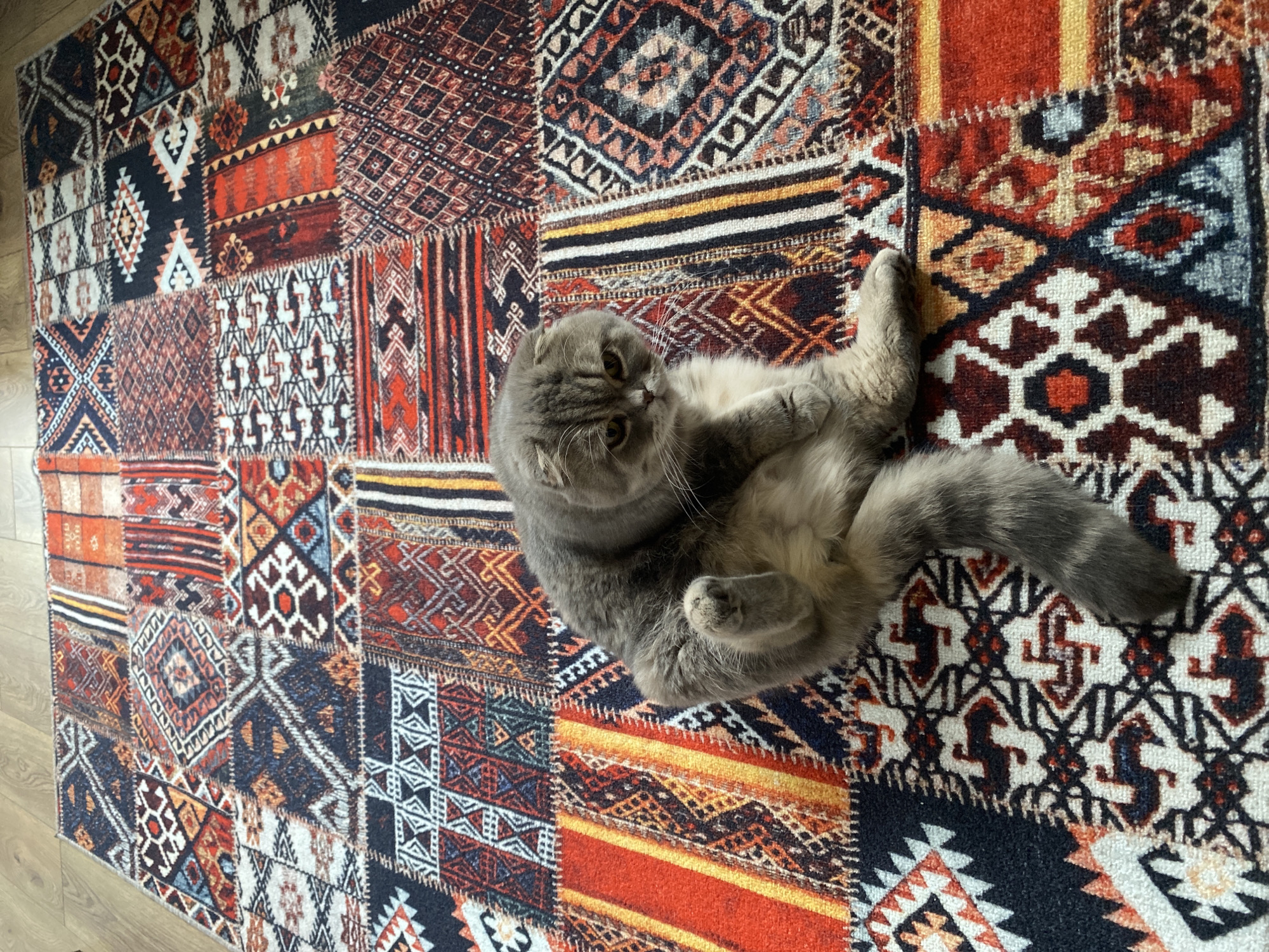 A gray Scottish Fold cat lies on its back on a brightly colored, patchwork-style rug. The rug is comprised of numerous geometric and tribal patterns in shades of red, orange, brown, black, white, and blue. The cat is positioned in the center of the rug, facing slightly to the left of the frame. It has a fluffy tail extended to the right, and its paws are drawn up near its chest. The cat appears to be grooming itself or relaxing. The rug is placed on a light wood floor. The setting does not provide any evidence of its location in the city of Noviy, Russia.