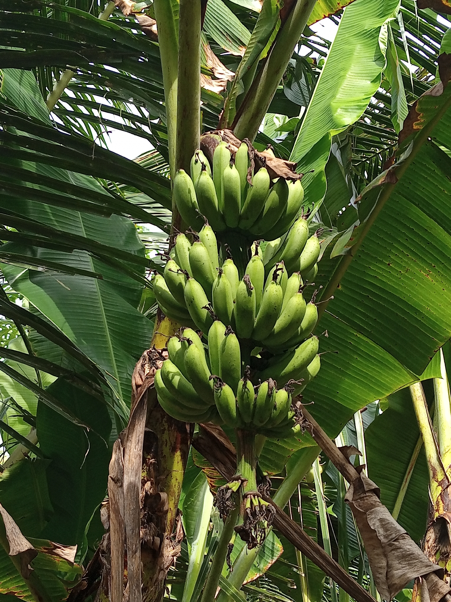 The image presents a detailed close-up of a large cluster of unripe, green bananas hanging from a banana plant. Multiple "hands" (clusters) of bananas are vertically stacked on a robust, curving stem, appearing firm and uniformly light to medium green, with some exhibiting small, dried dark remnants at their tips. The central pseudostem of the banana plant is visible, showcasing a fibrous, mottled green and brown texture with some dried leaf remnants clinging to it. Surrounding the bananas and stem is a dense arrangement of large, vibrant green banana leaves, characterized by prominent parallel venation. Some leaves appear intact, while others show minor tears or areas of browning along their edges, indicative of age or environmental exposure. Patches of bright white sky are visible through the gaps in the foliage, indicating an outdoor, brightly lit daytime setting. No people, animals, or man-made structures are present in the frame. The scene depicts a tropical natural environment. There is no visual information within the image to specify its geographic location as Palohigeuh, Indonesia, or any other particular city or country.