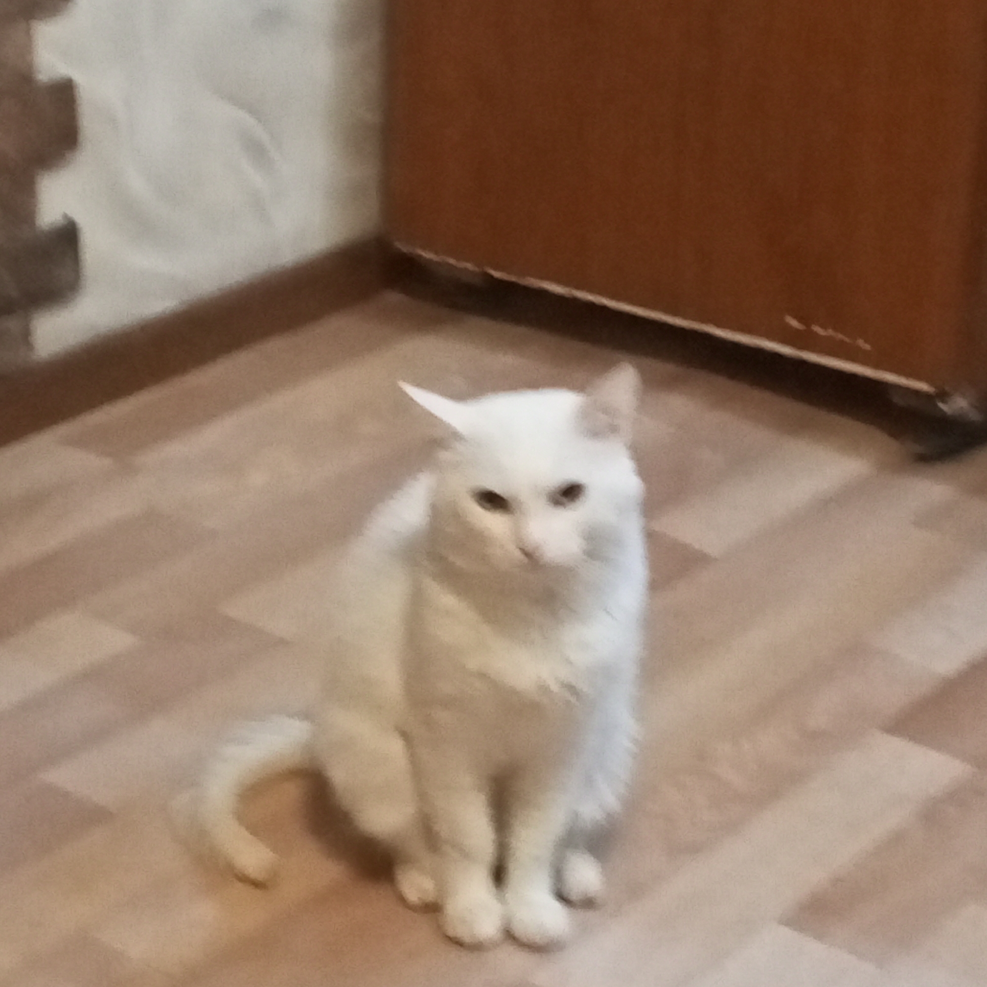 A fluffy white cat sits on a light brown wooden floor, facing the camera directly. The cat has light brown eyes and pointy ears. The background consists of a wall with light brown wooden paneling on the right side of the image, and a light-colored wall with textured brick-like patterns on the left. The floorboards are laid out in a diagonal pattern. Shadows are cast across the floor, suggesting indoor lighting. The overall mood is calm and domestic. There is no visible text in the image.