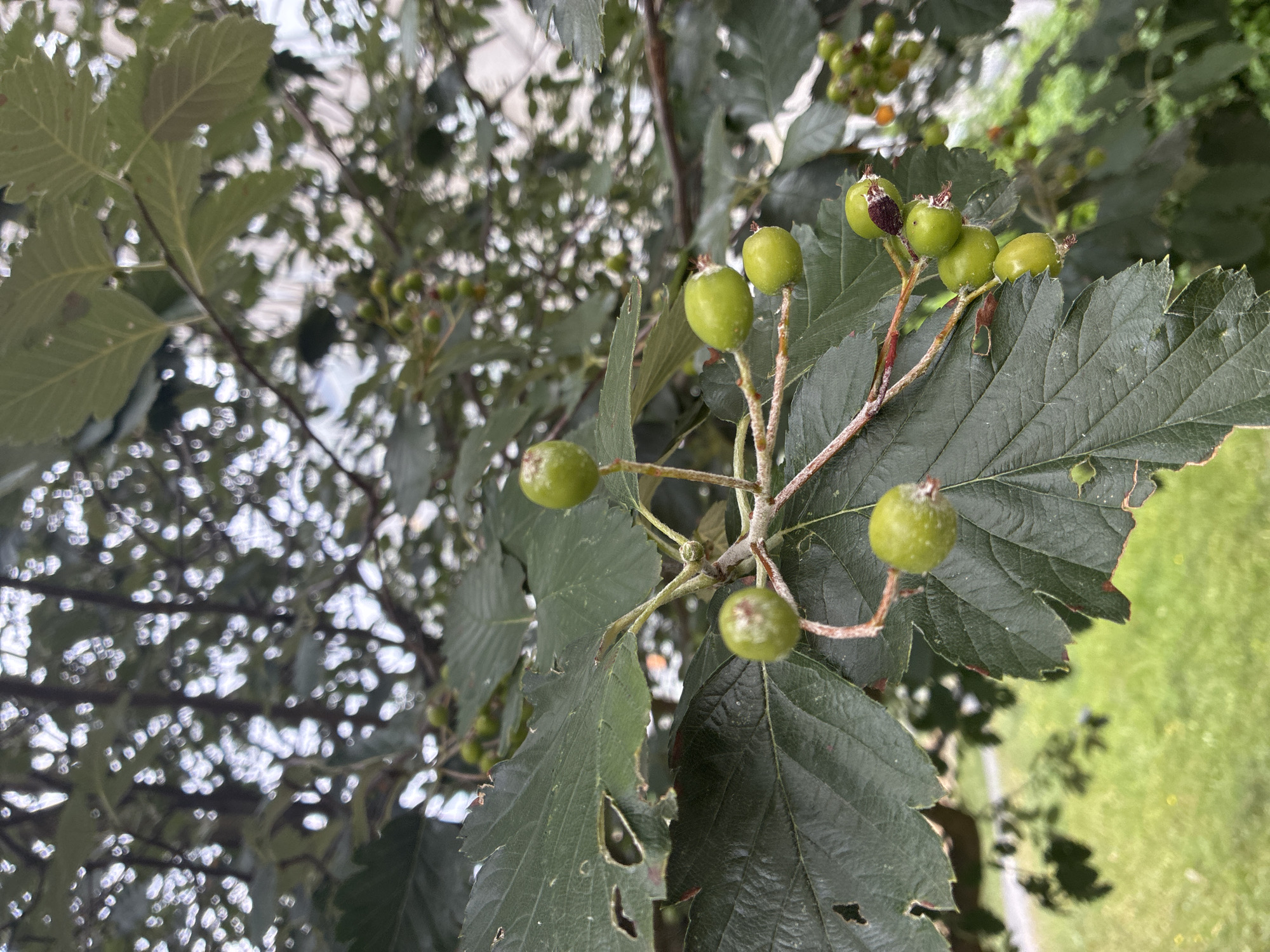 A close-up, medium-shot photograph captures a branch of a tree with several small, green berries. The berries are round and clustered on thin, reddish-brown stems. Some berries show slight discoloration, with one near the top of the cluster appearing darker, possibly indicating ripeness or damage. The leaves are large, dark green, and serrated along the edges. Some leaves exhibit small holes and wear. The background is blurred, showing dappled sunlight filtering through more leaves and branches, suggesting an outdoor setting. In the lower left corner, a patch of green grass is visible, hinting at a park or garden environment. The overall scene appears to be an outdoor natural setting, possibly a park in Prague, Czechia, during the daytime. There are no people or discernible animals present.