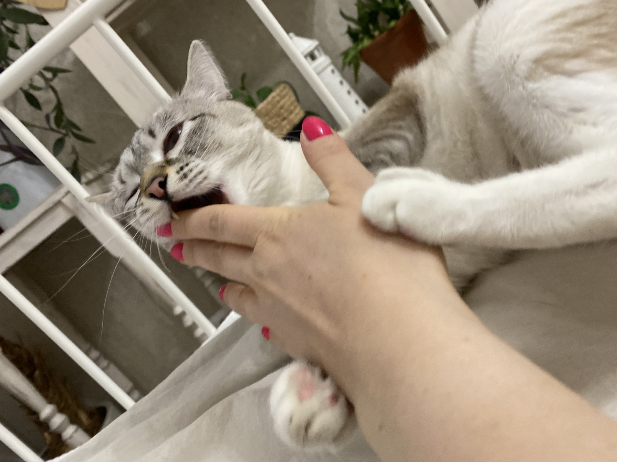 The image captures a playful interaction between a cat and a human hand in an indoor setting in Yekaterinburg, Russia.
The primary subjects are a domestic cat and a human hand. The cat has light-colored fur, possibly a lynx point or similar breed, with distinct greyish-brown markings on its face, ears, and tail area. Its nose is pink, and its eyes are a light amber color. The cat is shown with its mouth wide open, playfully biting or mouthing the human's fingers, revealing its teeth in what appears to be a gentle, non-aggressive manner. One of its white paws, complete with pink paw pads, is visible near the human hand.
The human hand belongs to an individual with fair skin and features bright pink nail polish on several fingers. The hand is gently cupping the cat's jaw or neck area, suggesting an ongoing interaction.
The setting is indoors, likely a bedroom or a cozy living space. In the background, there is a white wooden structure, which could be part of a bed frame, headboard, or a shelving unit. Green potted plants are visible on shelves, adding a touch of nature to the room. Other background objects include a small white decorative lighthouse and a partially visible woven basket. The lighting is consistent with an indoor environment, but no specific time of day can be determined. There is no visible text in the image. The scene conveys a moment of affectionate and playful bonding between a pet and its owner.
