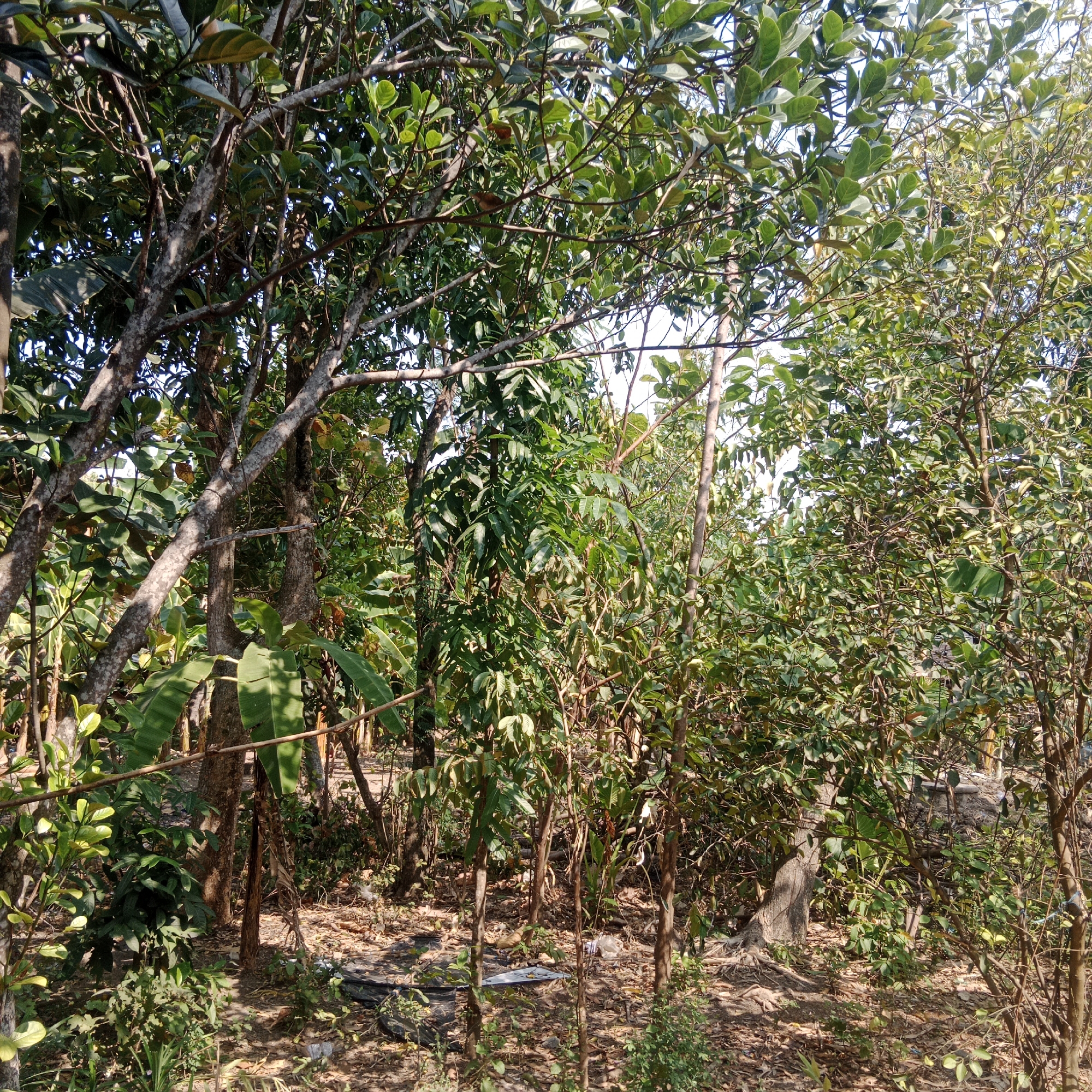 In the city of Tegowanu Kulon, Indonesia, a sun-drenched scene unfolds amidst a dense collection of trees and vegetation. The ground is covered with dry leaves and scattered debris, suggesting a natural, somewhat unkempt outdoor environment. Among the trees, banana leaves are visible, indicating a tropical setting. The overall impression is one of a lush, overgrown garden or a small patch of forest. There are no people present in the image.