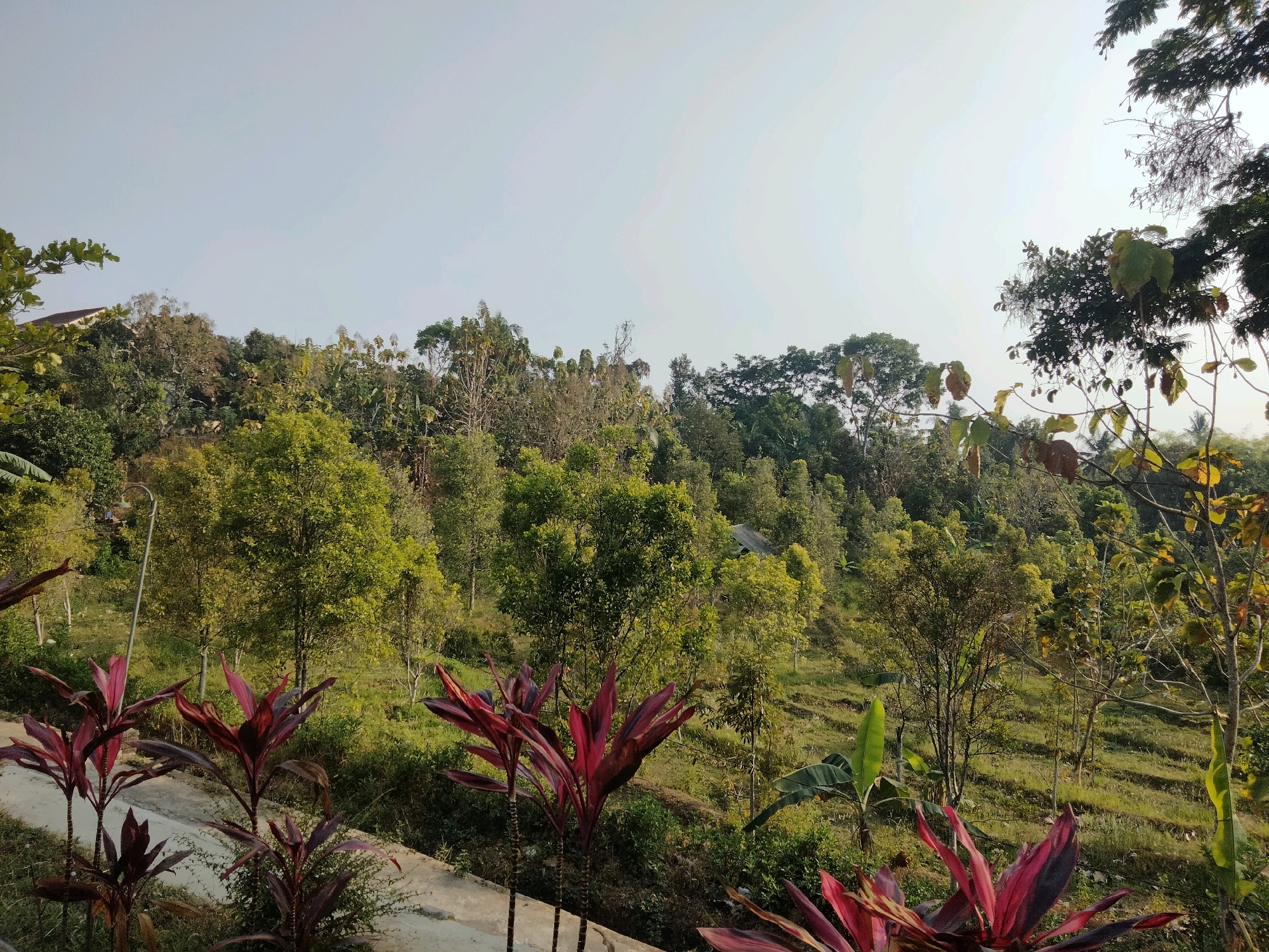 The image depicts a hillside covered in lush green vegetation, with a clear sky overhead. In the foreground, several plants with striking red and purple leaves are visible. The hillside itself is terraced, with pathways winding through the greenery. Trees of various sizes and types are scattered across the slope, some bearing lighter green leaves, others darker. In the background, the top of a building with a reddish-brown roof is partially visible amongst the trees, along with what appears to be a dark, angular structure. The scene suggests a rural or semi-rural environment, likely a garden or park on a sloping terrain. The overall impression is one of natural beauty and tranquility.
