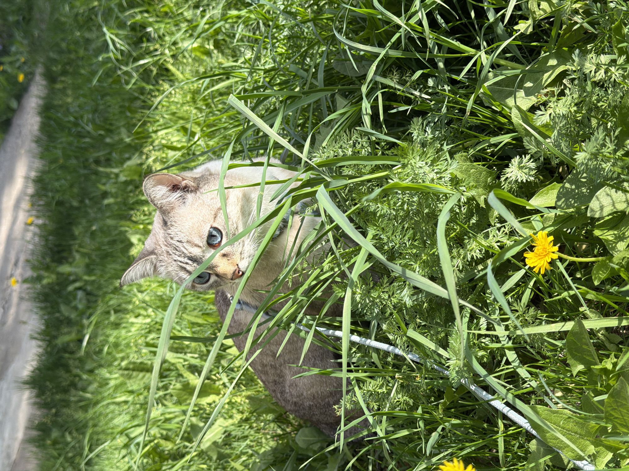 A medium shot shows a blue-eyed cat among lush grass and dandelions. A leash is visible amidst the greenery, suggesting the cat is on a walk. The location is presumably Perm, Russia.