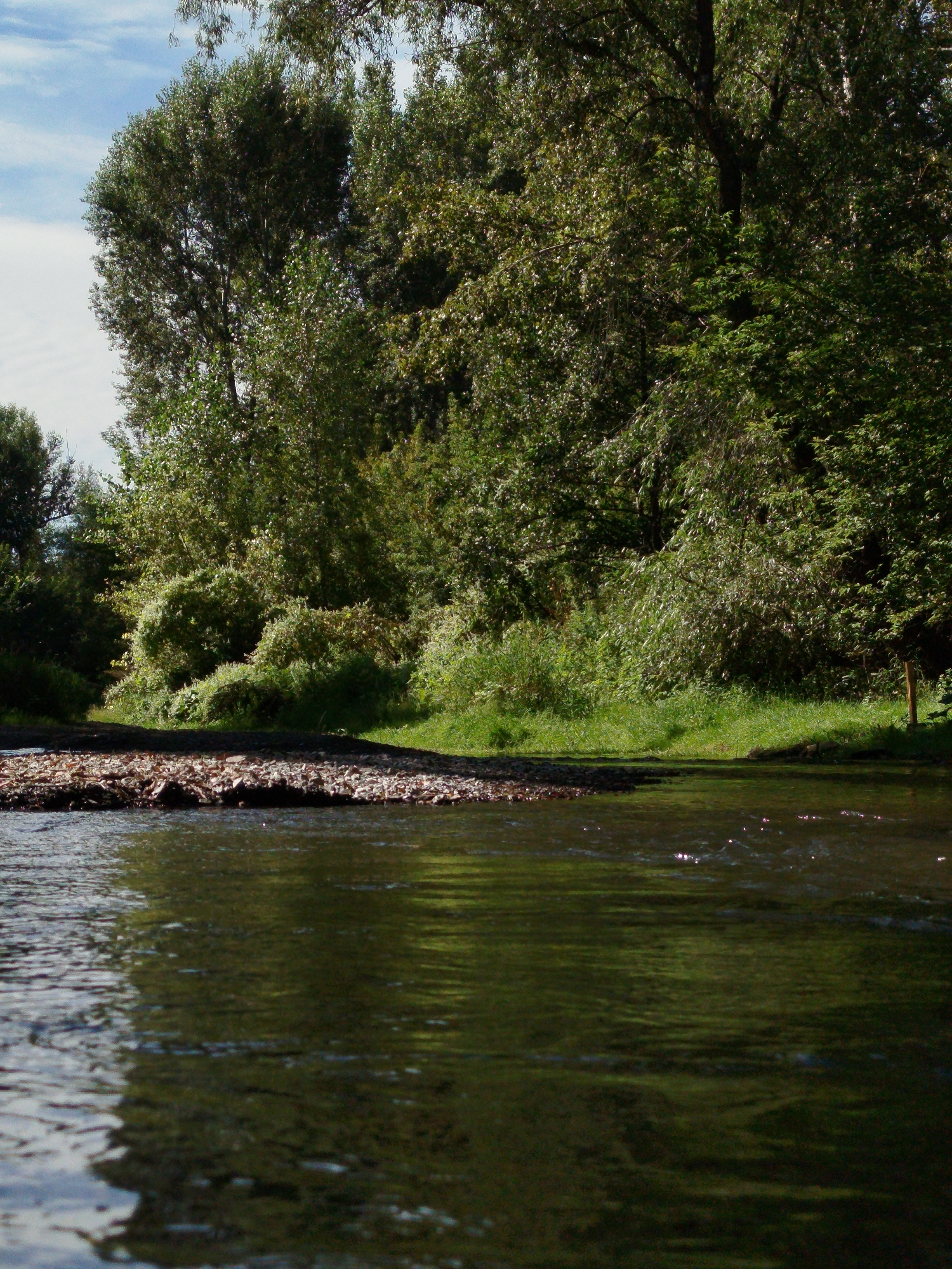 A sunlit river flows in the foreground, its surface reflecting the dense green foliage of trees on the bank. The riverbed is a mix of dark rocks and shimmering water. A gravelly shoreline is visible to the left, leading to a lush bank covered in grass and various plants. Towering trees with dark bark and abundant green leaves dominate the background, their branches reaching towards a bright blue sky with sparse white clouds. The scene depicts a natural, tranquil environment, likely in a park or wilderness area, far from any urban structures.
