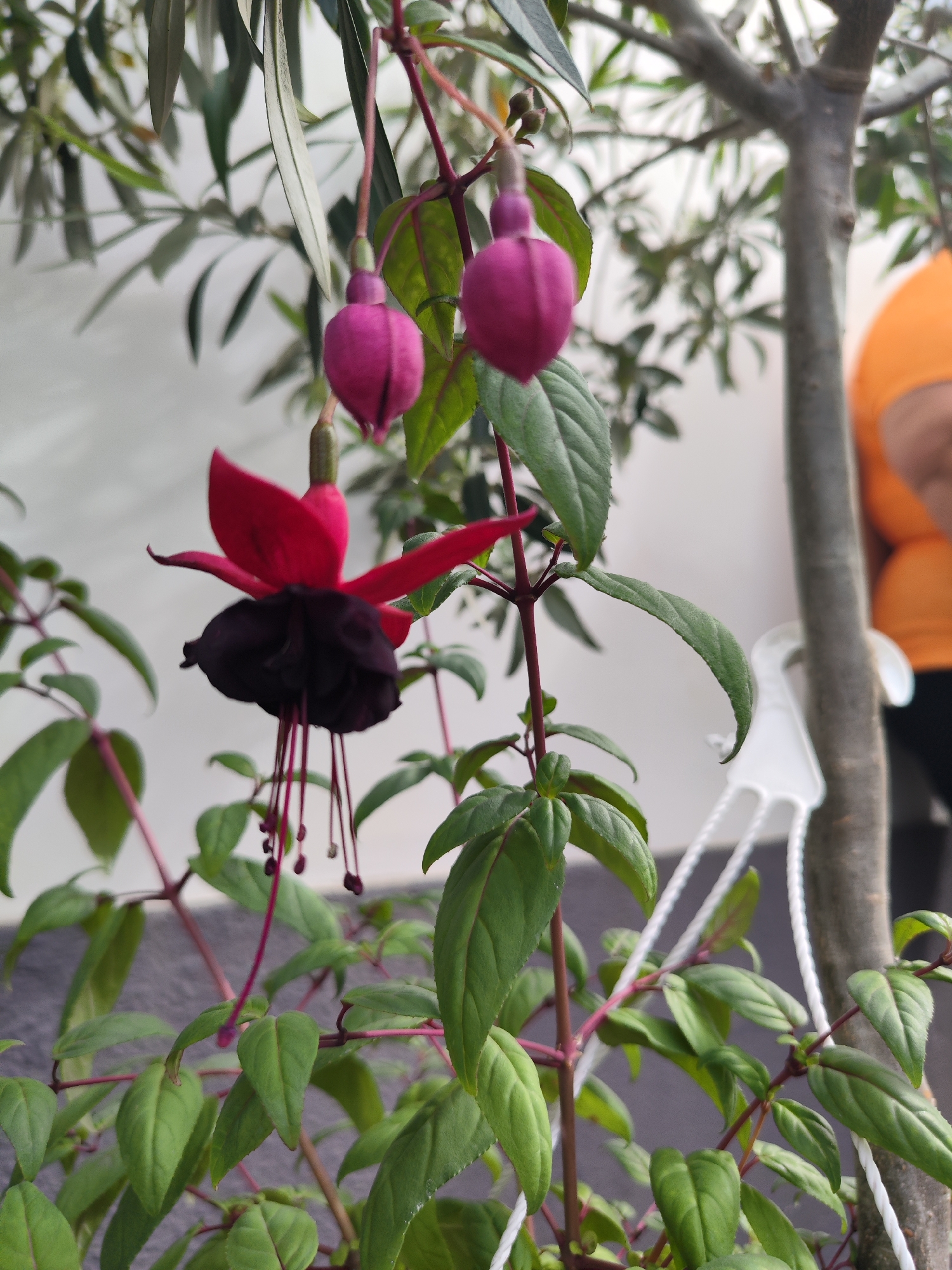 The image shows a close-up of a flowering fuchsia plant, likely in a garden or outdoor setting in Ribeira Grande, Portugal. The plant features several blossoms, including a fully opened flower with red sepals and a dark, almost black corolla. Two unopened, pendant-like buds with a pinkish-purple hue are also visible. The plant has green leaves, and the stems are reddish-purple. In the background, there's a tree trunk, olive leaves, a white hanging pot, and the arm of a person wearing an orange shirt. The background wall appears to be white. The overall setting suggests a domestic garden or a public display in a city known for its green spaces.