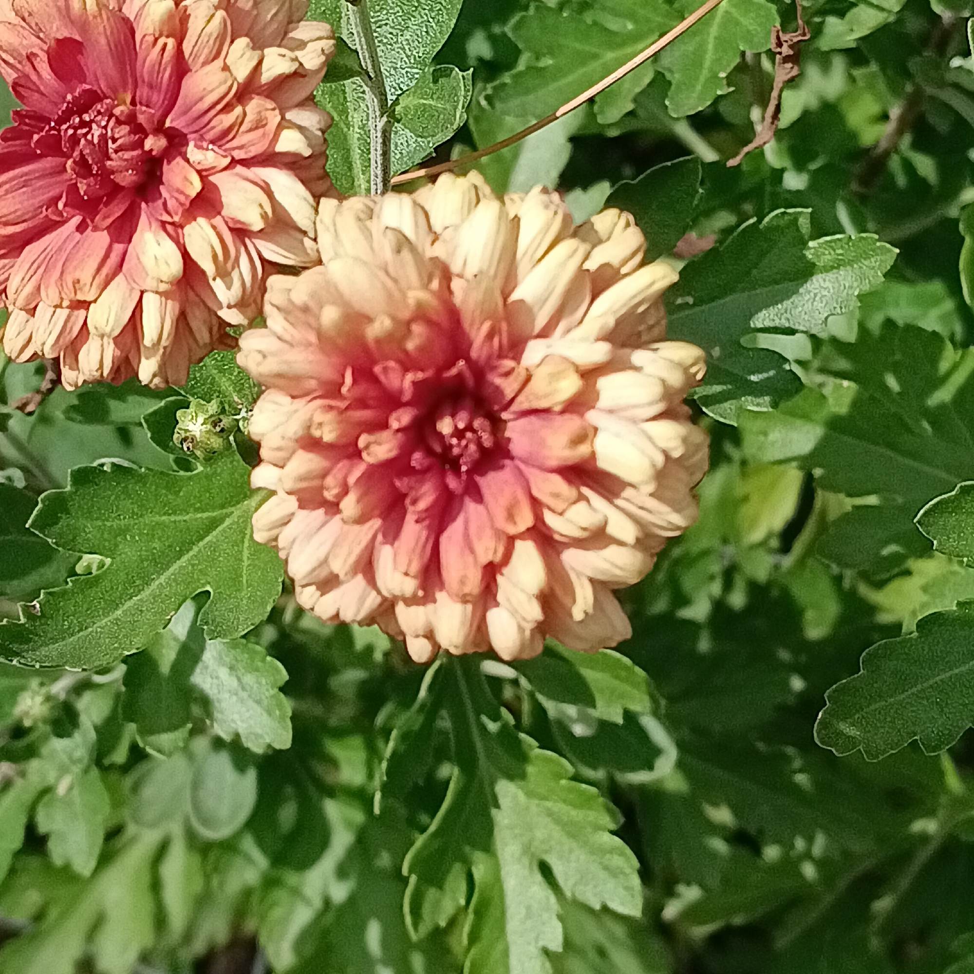 The image shows a close-up view of two chrysanthemum flowers with delicate, multi-layered petals. The flower in the foreground is a warm peachy-pink transitioning to a deeper rose color at its center. The flower in the background is a similar color but appears to be slightly less in focus. Both flowers are surrounded by lush green foliage. The lighting suggests it is daytime, with sunlight highlighting the textures of the petals and leaves. There is no indication of the specific location within the city of Samara, Russia; it depicts a natural, garden setting.
