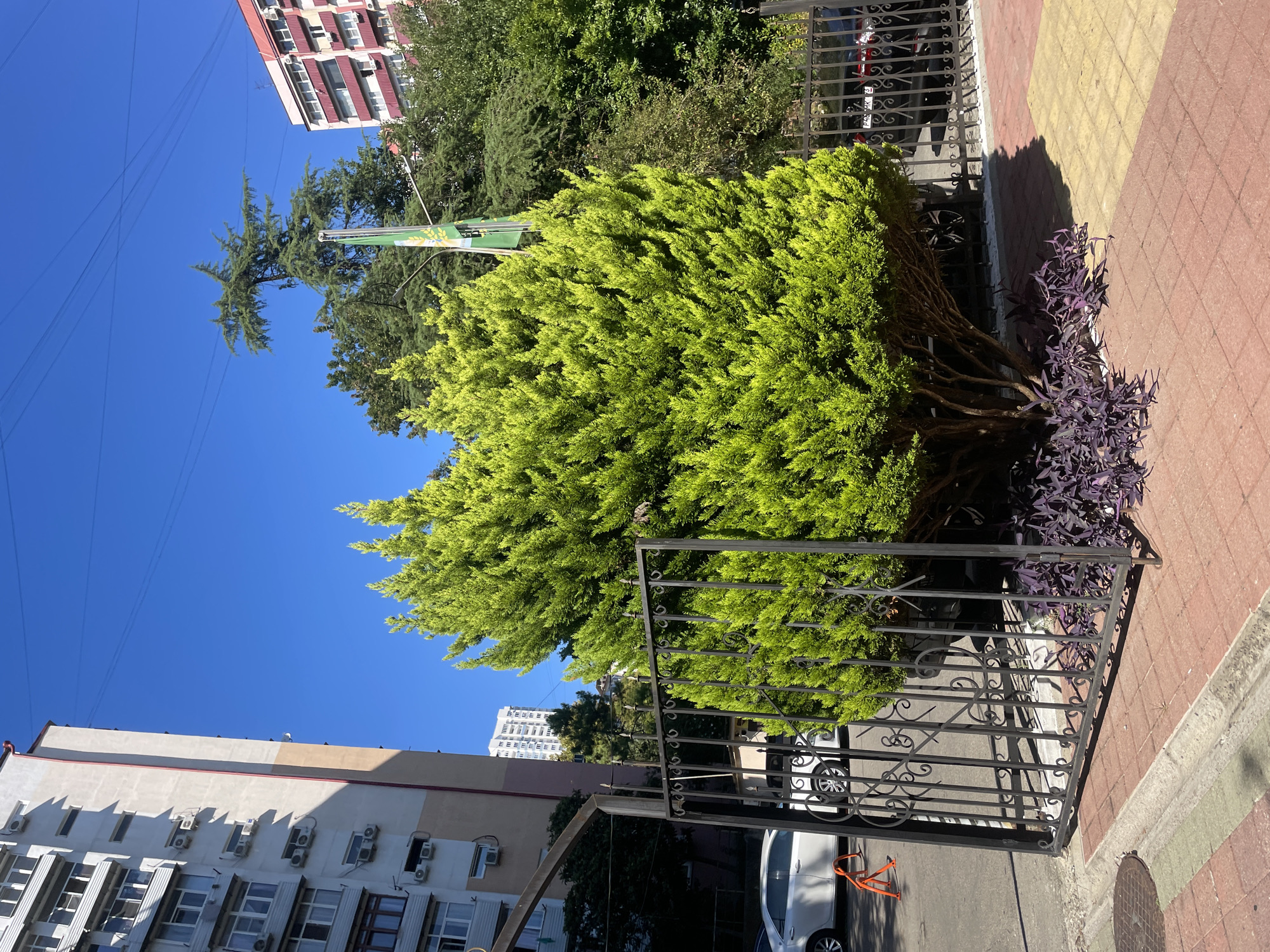 In Sochi, Russia, on a clear day, a bright green conifer tree stands behind a black metal gate in the foreground. The tree's dense foliage reaches upwards, casting shadows on the red and yellow brick paving stones beneath it. To the left of the tree, a white car is parked on an asphalt road, partially obscured by the gate. Beyond the tree, a tall apartment building with white walls and numerous windows is visible. In the background, more trees and buildings can be seen under a bright blue sky crisscrossed with electrical wires.