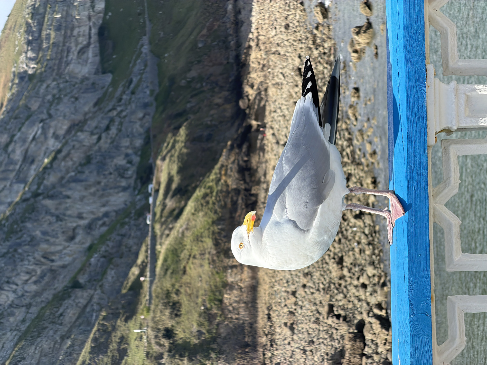 A seagull perches on a blue-painted wooden railing in Llandudno, United Kingdom. The gull has a white head and body, gray wings, and a yellow beak. It is gripping the rail with pink webbed feet. In the background is a rocky beach and a steep cliff face with a road and streetlights visible. The railing appears to be part of a building or structure overlooking the sea. The image is rotated 90 degrees.