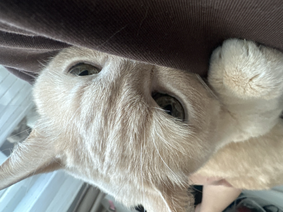 A close-up, slightly tilted photograph depicts a light ginger or cream-colored domestic cat, observed from a low angle. The cat's head is angled downwards and to the right, with both light green or amber eyes directed towards the viewer. Its prominent white whiskers are visible against its facial fur. The left ear is fully visible, while the right ear is partially obscured by the frame and a dark brown fabric object. A partial view of a human hand with light skin is visible at the lower-left, appearing to support the cat. The cat's front left paw is visible in the lower right, resting against or lightly gripping the dark brown fabric, which could be an item of clothing or upholstery. The background on the left is out of focus, showing indistinct light-colored elements consistent with an indoor setting. The specific location within the city of Chaikovsky, Russia, cannot be determined from the visual evidence presented in the image.
