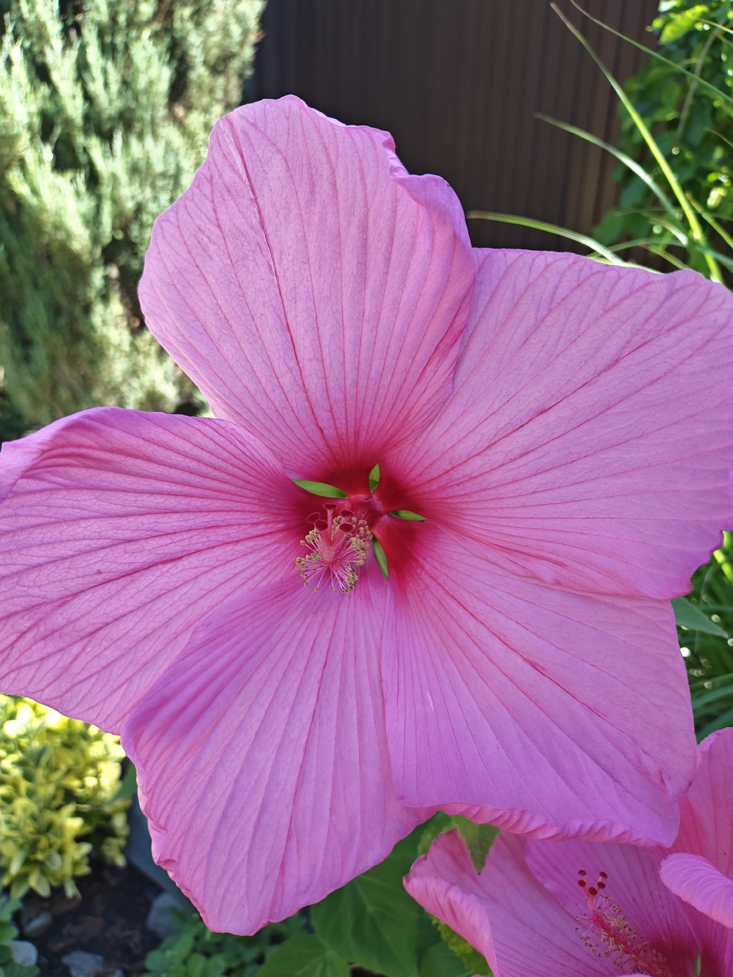 A close-up, eye-level shot focuses on a large, vibrant pink hibiscus flower in bloom, positioned centrally in the frame. The flower's petals are wide and slightly ruffled along the edges, displaying prominent veins radiating from the center. The flower's stamen, tipped with yellow pollen, is visible in the core, surrounded by a deep red hue. To the left and out of focus, a dense, green evergreen shrub occupies the background, with a dark brown fence visible beyond it. To the right, thin, green blades of grass and foliage add to the natural, outdoor setting. The lighting suggests a bright, sunny day, highlighting the flower's color and texture. The location of this scene is the city of Vodopadnyy, Russia.