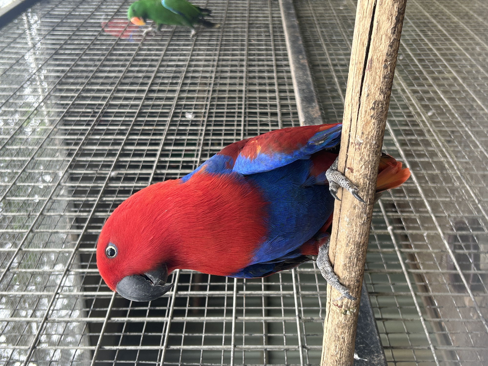 In an outdoor aviary in Tanubada, Papua New Guinea, a vividly colored Eclectus parrot, predominantly red with blue plumage on its wings and tail, perches on a rough wooden branch. The parrot is positioned in the foreground, facing left with its head slightly turned towards the viewer, its black beak prominent. Behind the parrot, a wire mesh cage encloses the aviary. In the background, another parrot, a vibrant green Eclectus, is visible and slightly out of focus. The environment appears to be a zoological or rehabilitation setting, with natural light illuminating the scene.