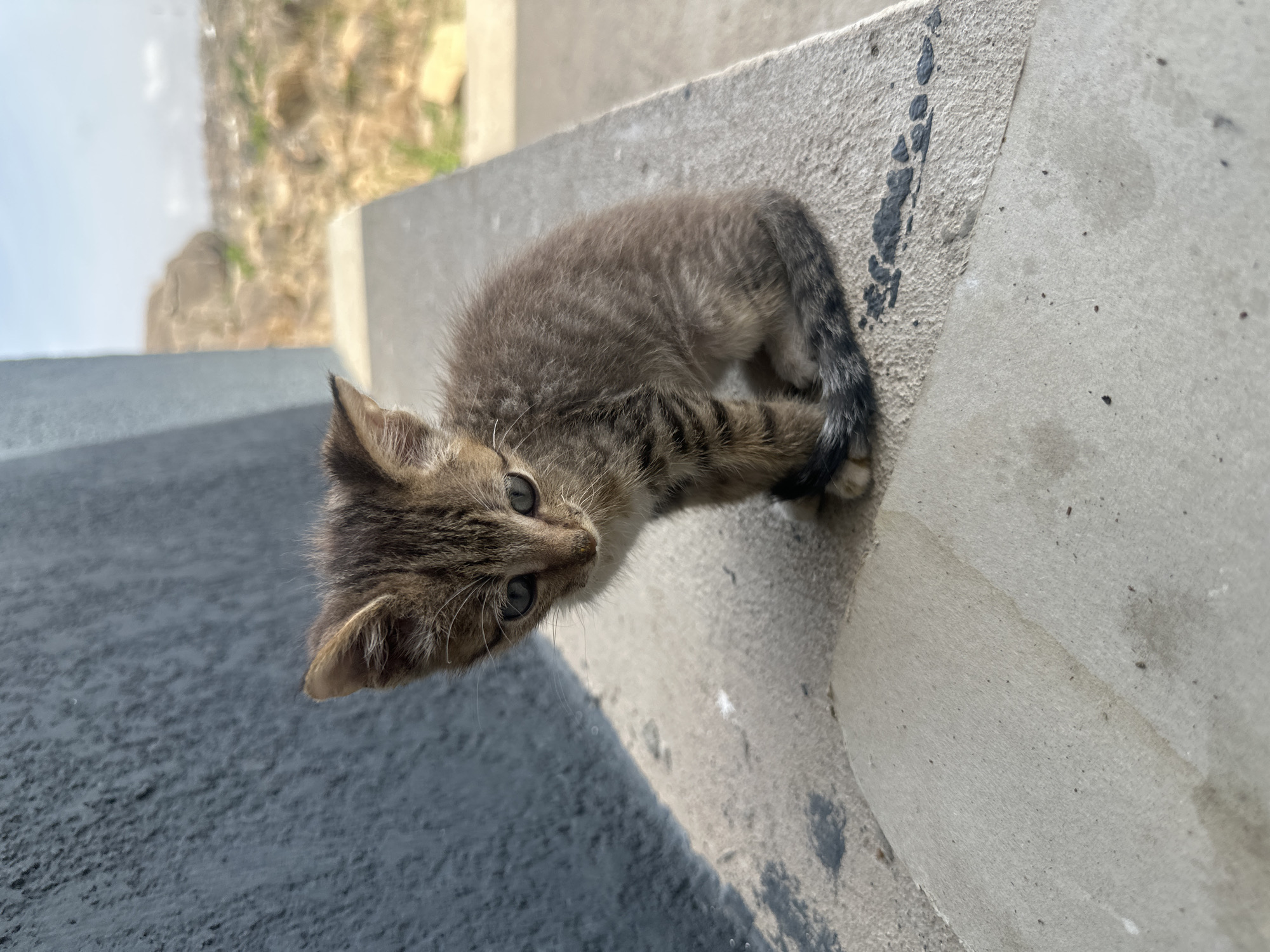 A small, brown tabby kitten is perched on the edge of a concrete step. The kitten is looking directly at the camera. The step is weathered and has some black markings. The background includes blurred vegetation and what appears to be another concrete surface. The location of the photo is not discernible from the image. No people are visible.