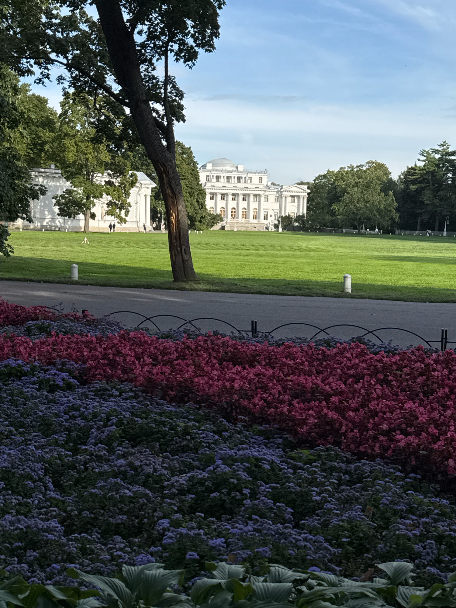 The image depicts a sunny day at a large park in Saint Petersburg, Russia, likely Pavlovsk Park, given the architectural style of the buildings and the manicured gardens. In the foreground, a vibrant flowerbed displays rows of purple and pink flowers, separated by a low black metal fence. Beyond the flowers, a paved path runs horizontally across the frame. In the mid-ground, a vast expanse of manicured green lawn stretches towards a grand white building with classical architecture, characterized by its numerous windows, columns, and a domed roof. Several trees, some with dense foliage and others bare, are scattered across the landscape. Two people, appearing as small figures in the distance, are walking on the lawn. In the background, more trees line the horizon, and the sky is a clear, light blue with some faint clouds. A large tree trunk, partially obscuring the view of the building, stands prominently in the left mid-ground. The scene is tranquil and well-maintained, suggesting a public space designed for leisure and appreciation of nature and architecture.