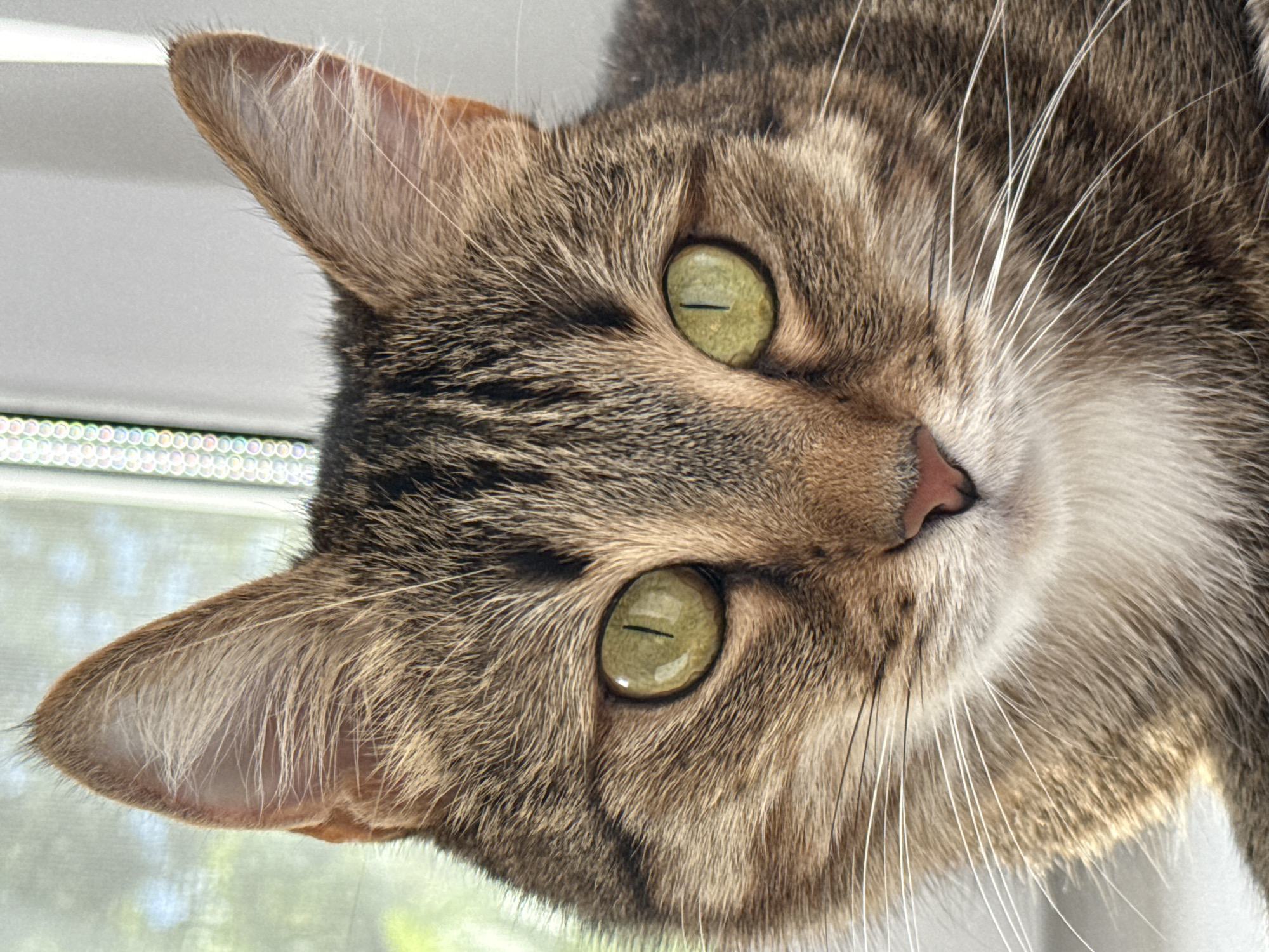 A close-up, tilted image shows the face of a tabby cat. The cat has green eyes and a pink nose. Its fur is a mix of brown and tan. The background suggests the cat is near a window with a light source above, possibly a lamp. There is no indication that the image was taken in Chaikovsky, Russia.
