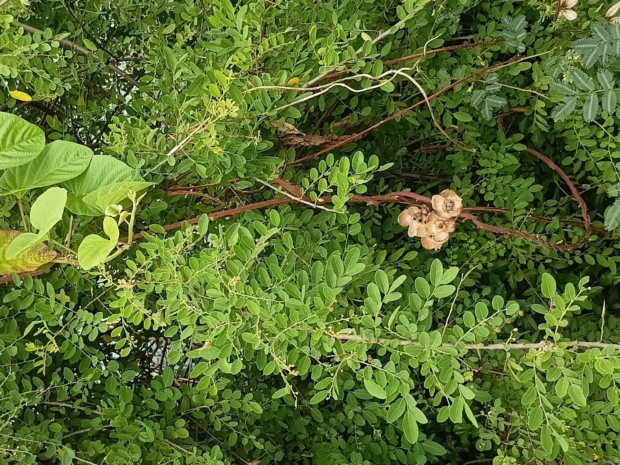 The image shows a dense green bush with small leaves. Several brown, dried seed pods hang from a thin, reddish vine in the center of the frame. Larger, heart-shaped green leaves are visible at the top and right of the image. The overall impression is of a wild, overgrown area. The location is Ko Samui District, Thailand.