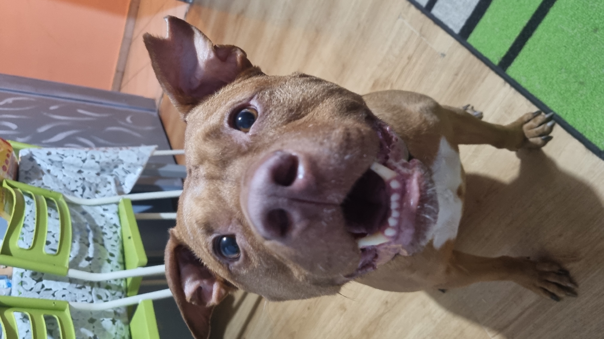 A tan-colored dog, likely a Pit Bull type, is the main subject, captured in an upward-facing, dynamic pose. The dog looks directly at the camera with bright, dark eyes and its mouth wide open, revealing numerous white teeth and a pink tongue, suggesting it is barking, panting, or playfully engaging. Its ears are perked up.
The dog has short, light brown fur, with a patch of white fur visible on its chest and underside. Its front paws, with dark nails, are visible on a light-colored wooden floor. Shadows are cast on the floor from the dog's body, indicating indoor lighting.
In the background, to the upper right, a section of a green and black striped rug is visible. To the left, there is a light green plastic object, possibly a laundry rack or storage basket, over which a white fabric with a delicate pattern is draped. Further in the background, a grey object with a textured pattern and a segment of an orange wall are visible. The image is taken from a low angle, emphasizing the dog's excited expression. There is no visible text in the image.