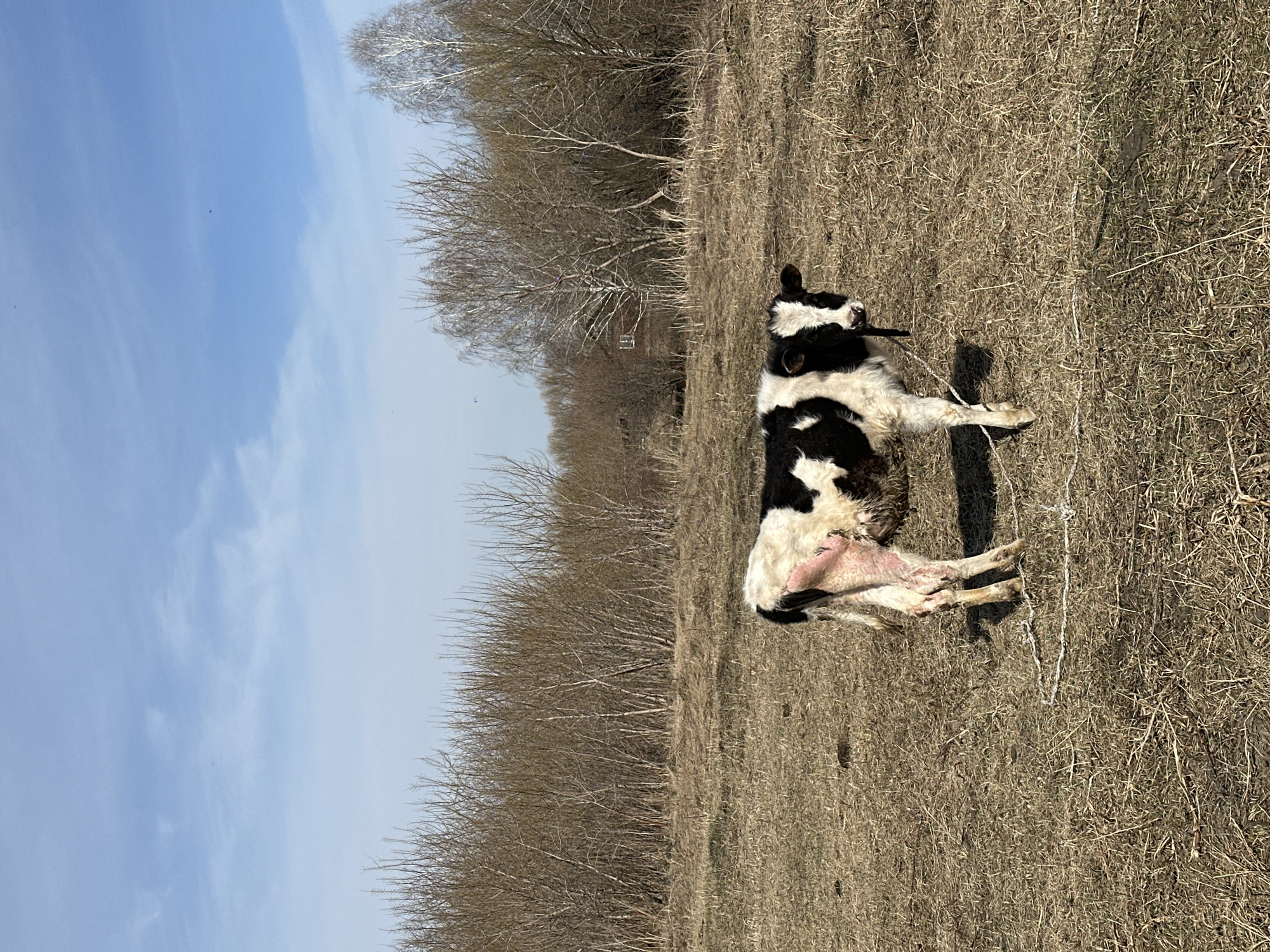 A black and white cow is resting on dry, sparse grass in a sunny, rural field in Савиново, Russia. The cow, predominantly black with significant white markings on its face, body, and legs, lies on its side, appearing calm and relaxed. Its udder is visible, suggesting it may be a lactating cow or recently calved.
The ground is covered with light brown, dry grass and scattered darker patches of soil, indicative of late winter or early spring before significant new growth, or possibly a dry season. A thin, white rope or string lies on the ground near the cow's legs, possibly a tether or a piece of fencing.
In the background, a dense line of deciduous trees with bare, skeletal branches stretches across the horizon, characteristic of a cold season or early spring landscape. The sky above is a bright, clear blue with a few faint, wispy clouds, suggesting a pleasant, sunny day. The strong sunlight indicates it is likely mid-day. The overall scene conveys a peaceful, quiet moment in a natural, outdoor environment.