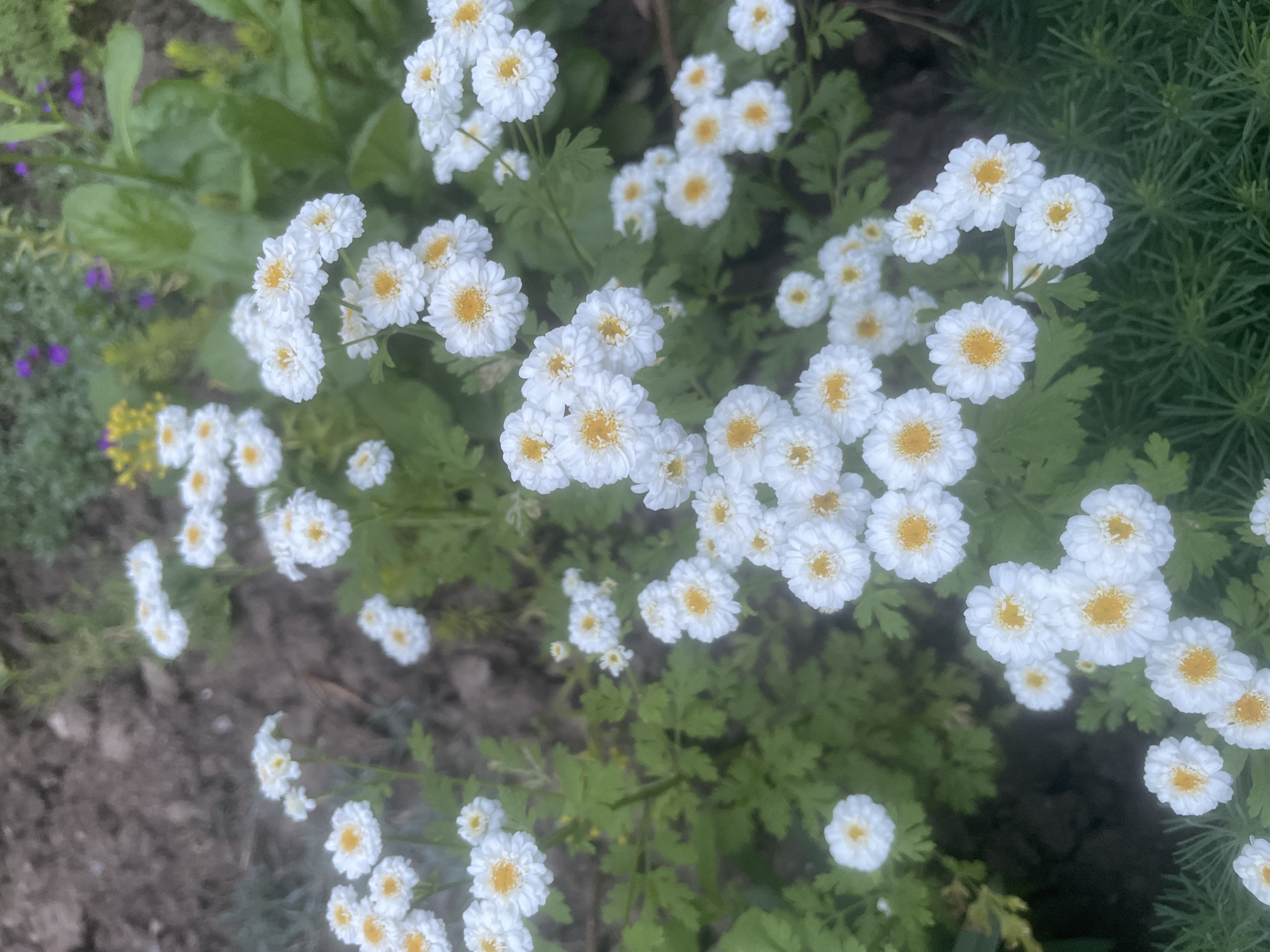 A cluster of white flowers with yellow centers is in the foreground of the image. The flowers are small and appear to be densely packed on green stems. Some of the flowers are in full bloom, while others are still buds. The background is blurred, but it appears to be a garden or natural setting with dirt, green foliage, and some other flowers in shades of purple and yellow. The lighting suggests it is daytime. The location is unknown.