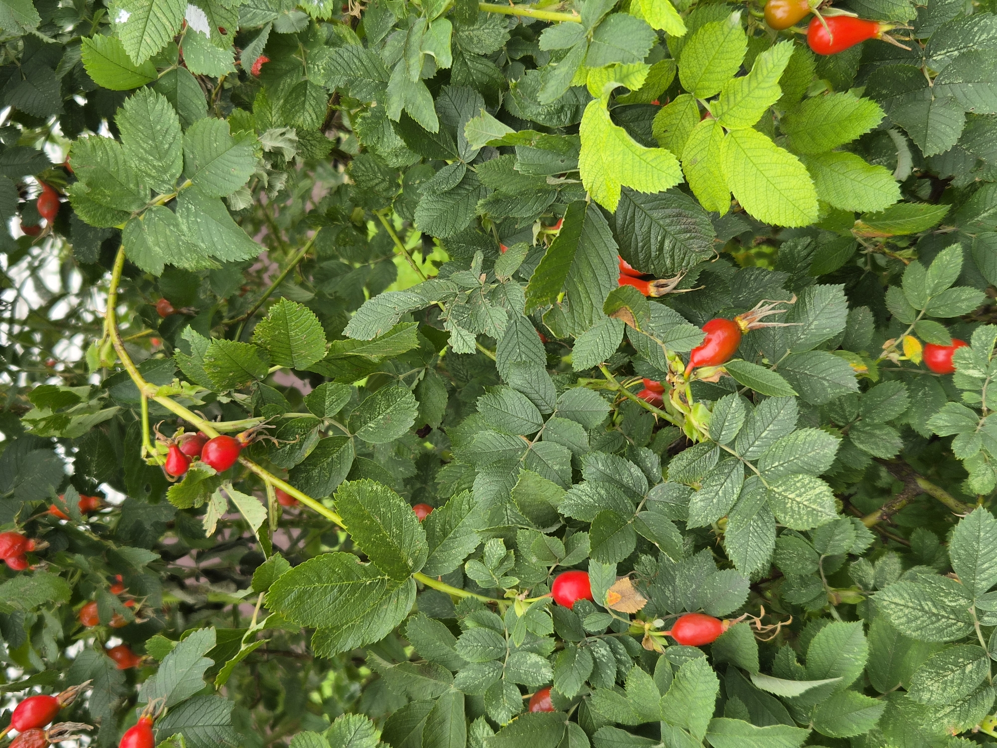 The image is a close-up, vertical, outdoor, daytime shot of a rose hip bush. The bush is dense with green leaves, many of which show signs of slight discoloration or markings. Scattered throughout the foliage are numerous bright red rose hips, some with visible sepals. The lighting suggests an overcast or shaded environment. There is no indication of human presence or activity. The location is specified as Cherepovets, Russia, but no specific landmarks or contextual elements within the image confirm this. The image is composed of natural elements, primarily a plant and its fruit.