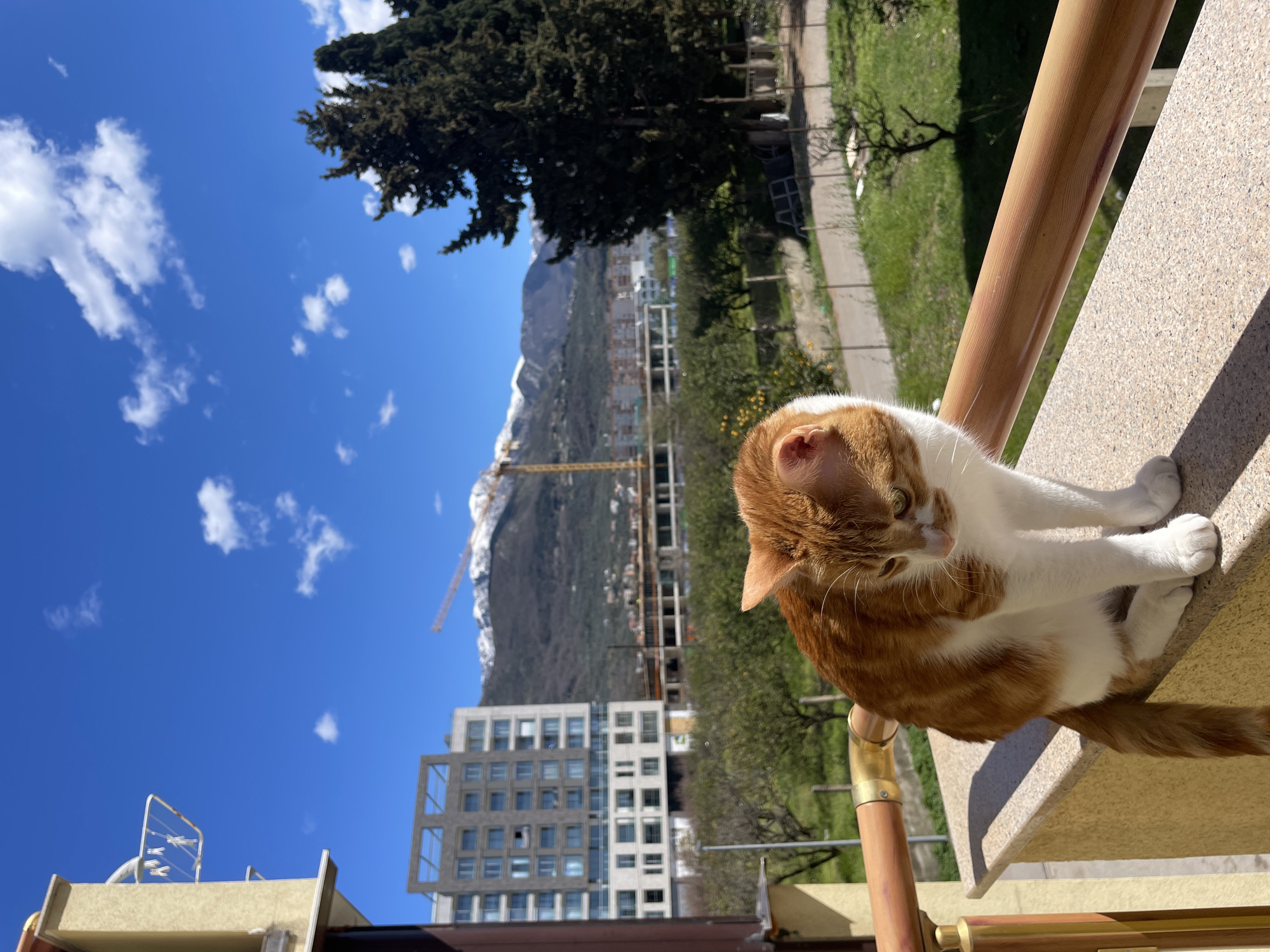 A medium-high angle daytime shot shows a light orange and white cat sitting on a stone railing with a view of a mountainous cityscape under a partly cloudy sky. The cat, on the right side of the frame, is looking down, curled up, and resting its front paws on the railing. A wooden railing is visible behind the cat. In the background is a green, park-like area, followed by buildings, including one under construction with a yellow crane. Snow-capped mountains are visible in the distance under a blue sky with scattered clouds. The buildings place the scene in Bar, Montenegro.