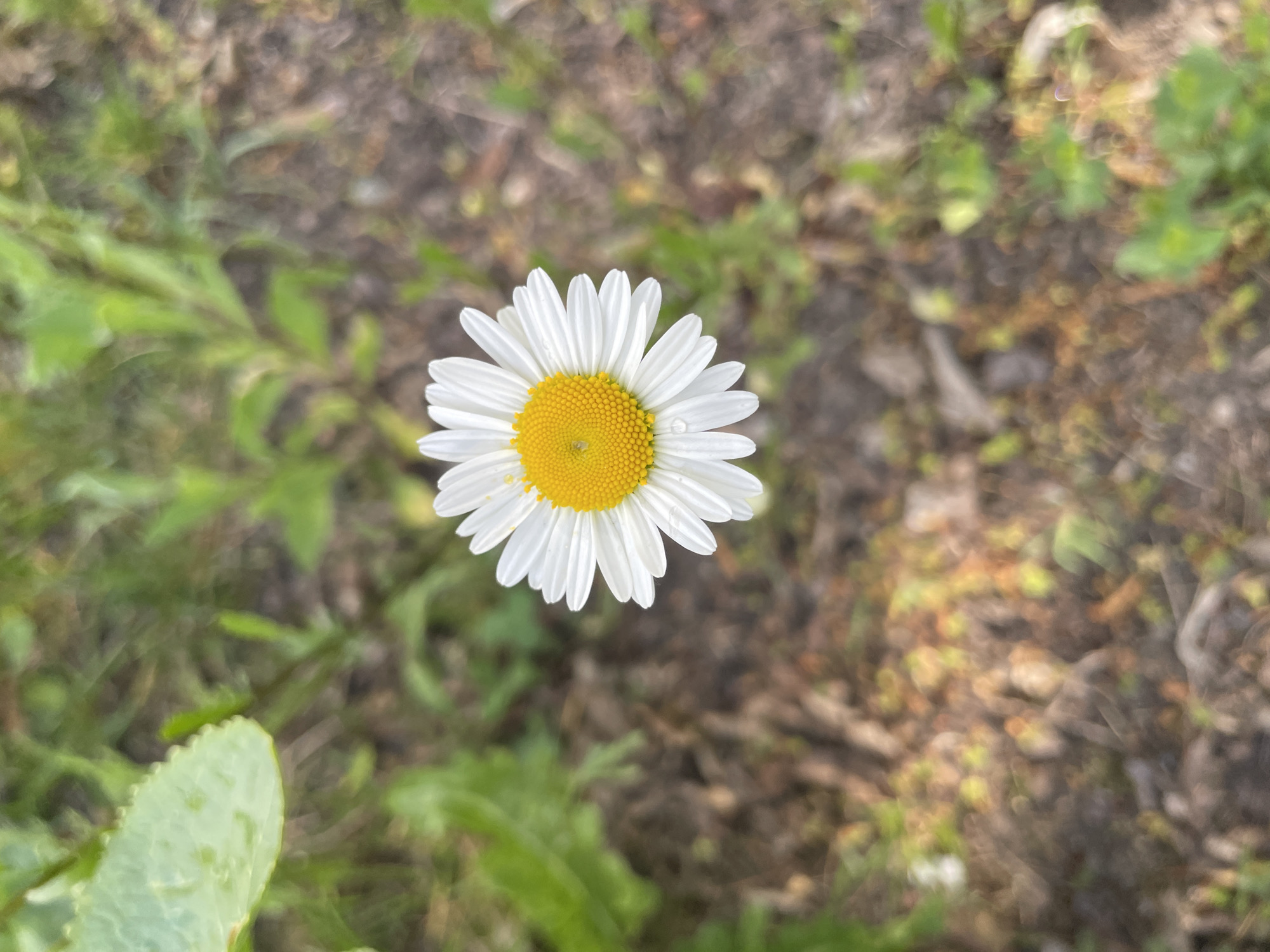 A single daisy is centered in the image, with its white petals surrounding a bright yellow center. A small droplet of water is visible on one of the petals. The background consists of soil, sparse grass, and a few green leaves. The location is not specified, and there is no information to suggest it is in any particular city or inhabited area. No people or other subjects are present.
