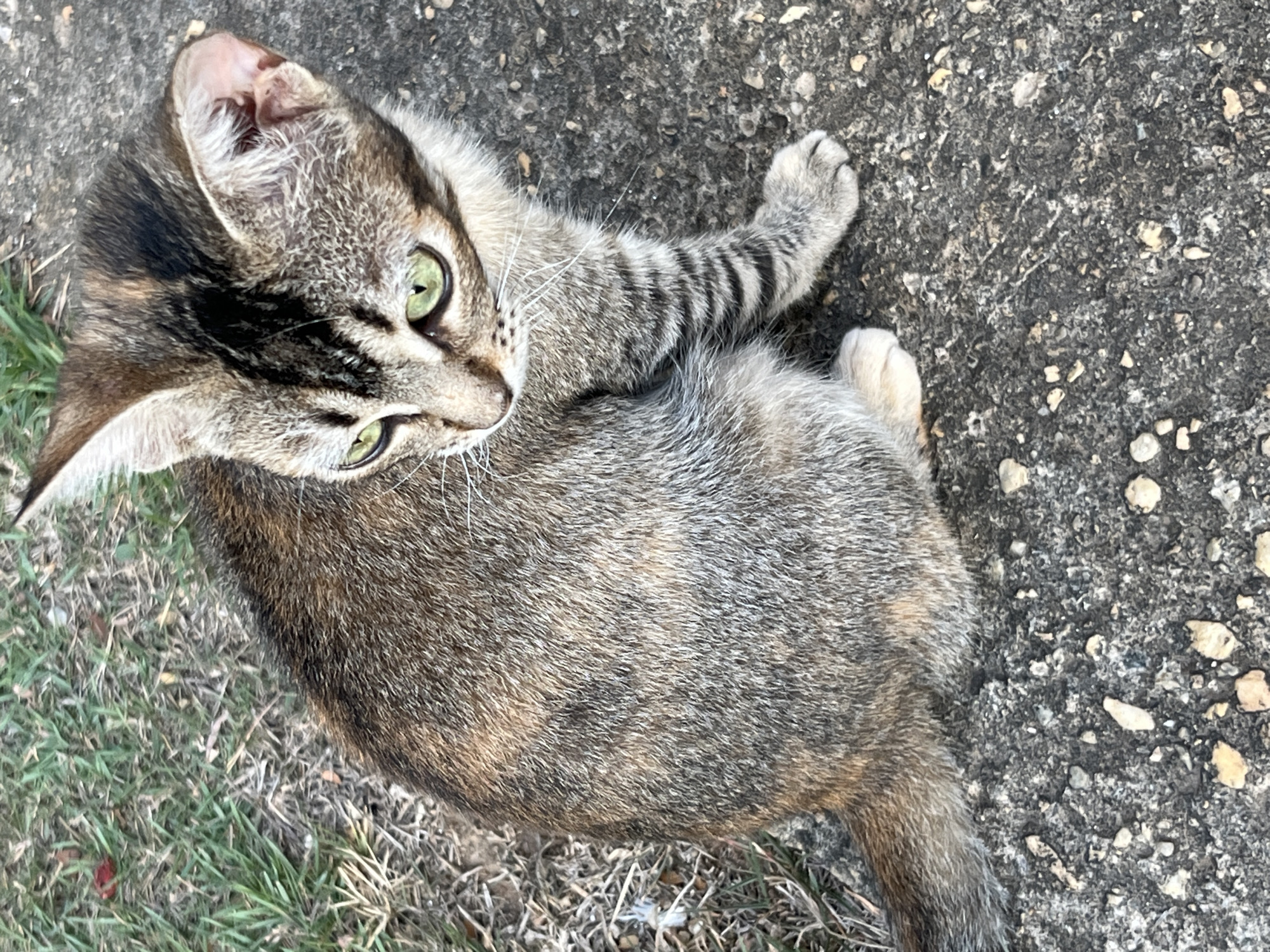 A cat sits on concrete next to some grass. The cat has grey and brown fur. Its left foreleg is visible and has black stripes. The cat’s eyes are green. The left ear of the cat has a tear in it. The ground is concrete with small pebbles. The image was taken from an overhead angle. There are no people visible in the image. The location is unknown; the city of Tinaquillo, Venezuela, is not evident in the image.