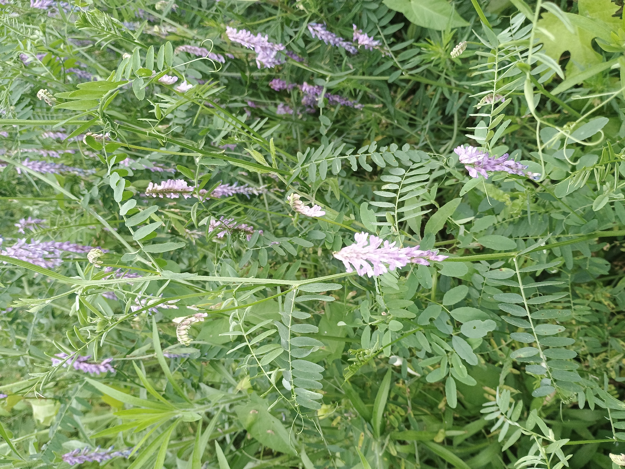 The image displays a close-up view of a dense patch of wild vetch plants, characterized by their vibrant green foliage and clusters of delicate purple flowers. The plants are lush and overgrown, suggesting a natural, undisturbed setting. The leaves are pinnately compound, with numerous small, oval leaflets arranged along a central stem. The flowers are small and pea-shaped, forming dense spikes. The overall impression is one of abundant natural growth.
There are no people or objects visible in the image, and no text is present. The lighting appears to be natural daylight, with no strong shadows, indicating it might be midday or an overcast day. The background is filled with more of the same plant life, creating a soft focus that emphasizes the foreground details. The scene is likely a natural habitat for wild vetch, possibly a meadow, field, or roadside in Duztahiroba, Azerbaijan, given the location context. The time of day and weather are not explicitly stated but can be inferred as daytime and likely mild weather, conducive to plant growth. The overall mood conveyed by the image is one of natural beauty and the quiet abundance of the plant world.