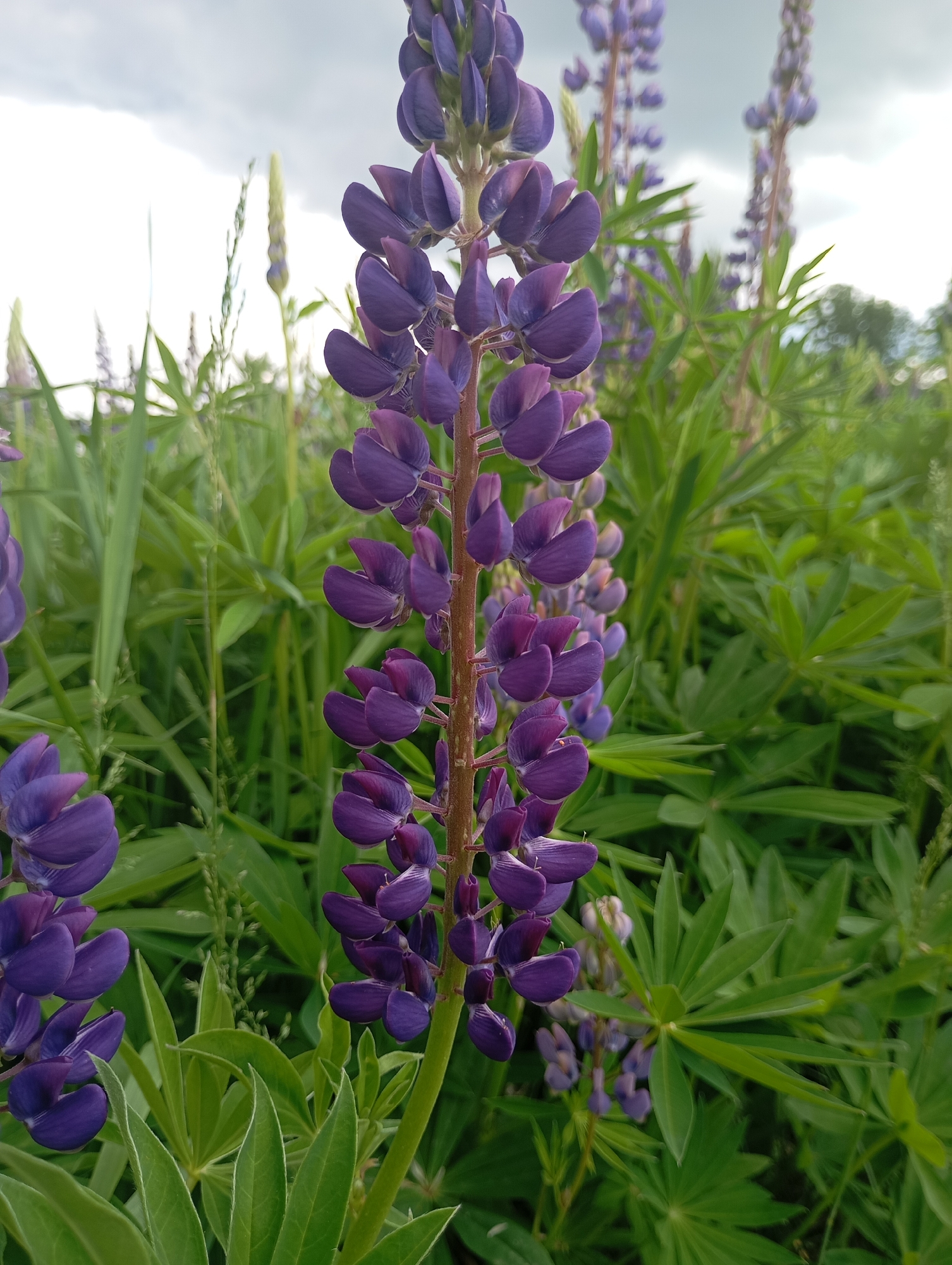 The image shows a close-up view of purple lupine flowers in a field. The flowers are arranged on tall stalks amidst green foliage. The sky is overcast and cloudy. The location is in Фоки, Russia, as indicated by the prompt.