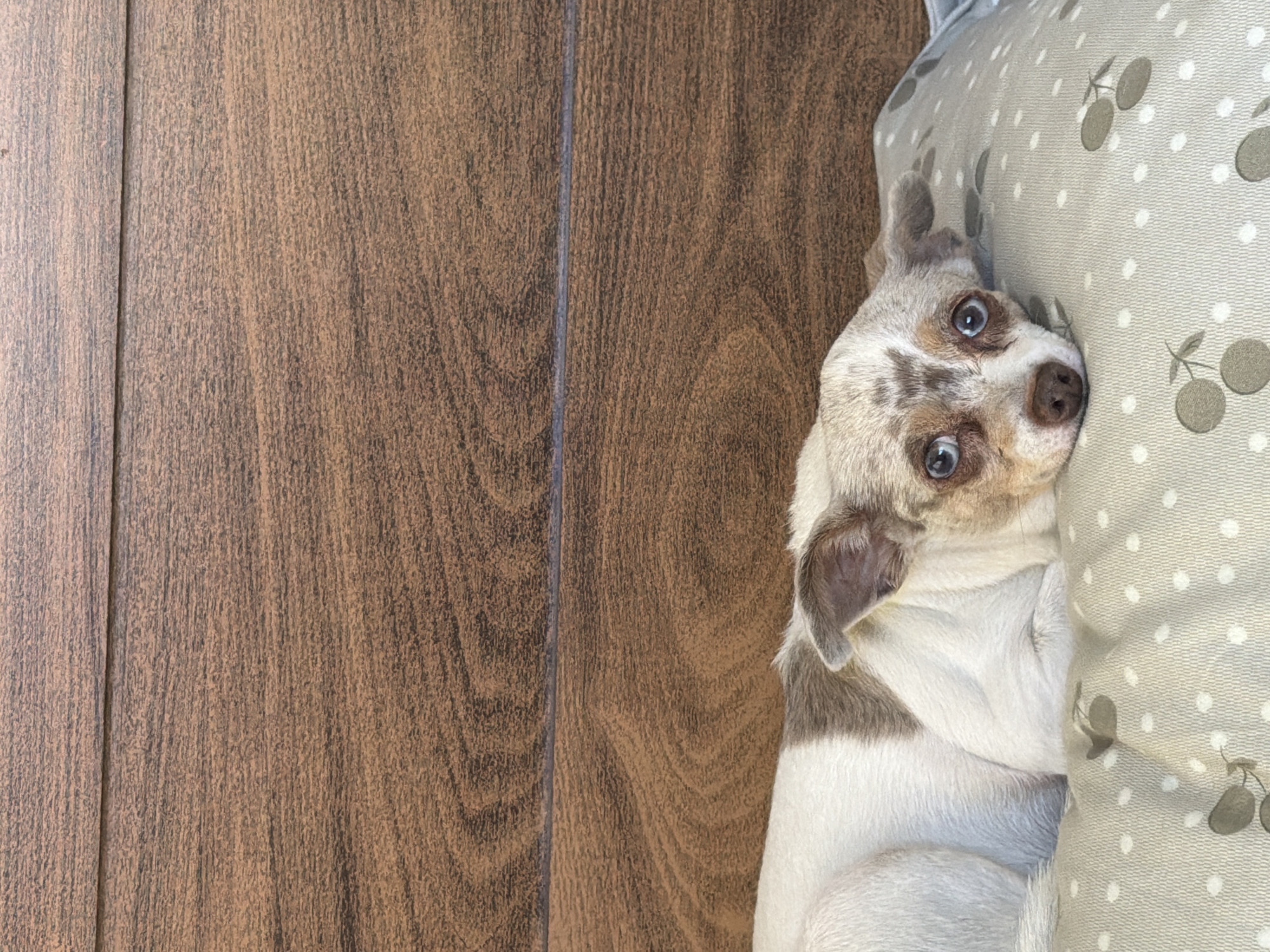 A small dog lies on a pillow with a white background and grey cherry pattern. The dog's head is tilted toward the viewer. The dog has a white body with grey markings. The dog's head is predominantly grey with brown spots around the nose and above the eyes. The dog's eyes are blue. To the left of the dog and pillow is a brown wooden floor. The location, Cuautla, Mexico, is not discernible from the image.