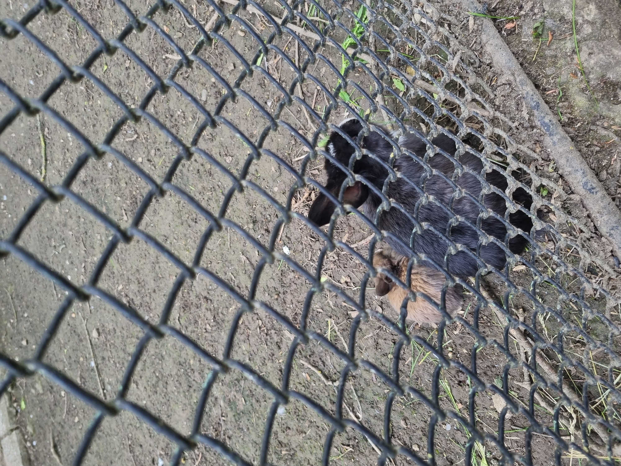 The image shows a black and tan rabbit behind a chain-link fence. The location appears to be outdoors on a patch of dirt with some small grass and concrete visible near the fence. The image does not reveal any information about the city of Pleven, Bulgaria.