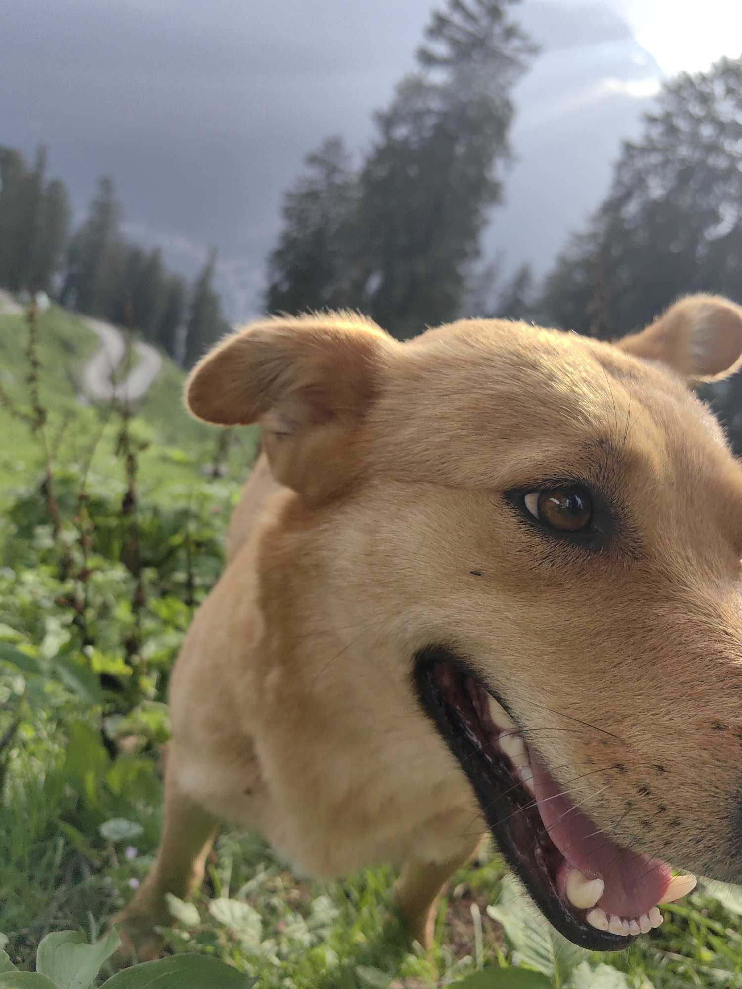 A close-up, low-angle shot captures the head of a light brown dog in the foreground, with its mouth open and tongue visible. The dog is positioned outdoors amidst lush green foliage, likely in Prini, India. In the background, a winding path is visible amidst rolling hills, with a dense forest of coniferous trees and a partly cloudy sky overhead. The sun's rays break through the clouds, illuminating the scene with natural light. A tiny insect is perched on the dog's snout.