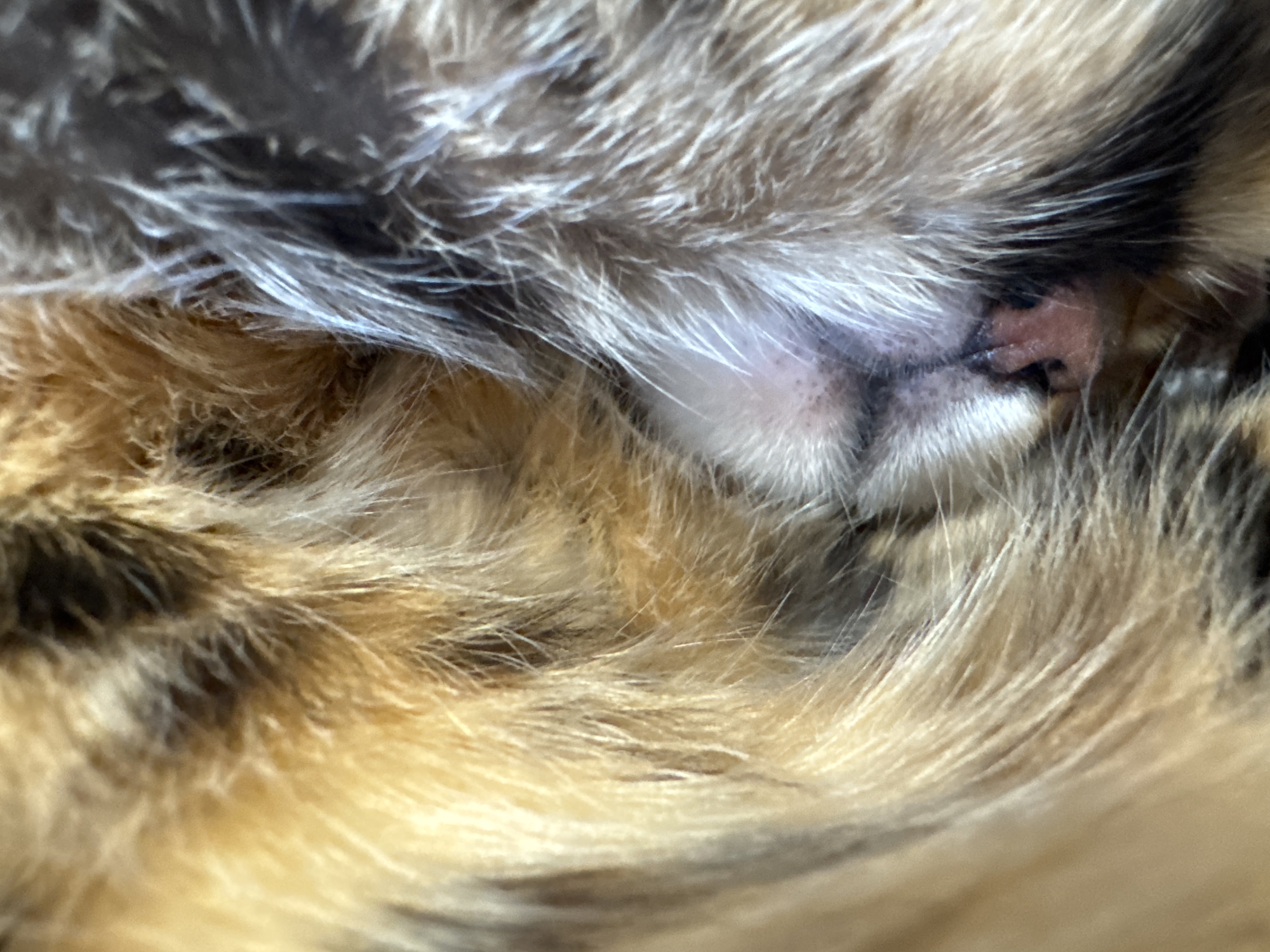 This close-up image captures a cat deeply asleep or resting, with its face nestled within its fur. The dominant features are the rich textures and varied colors of its coat, which primarily consists of warm brown, black, and creamy white tones, characteristic of a tabby or calico pattern. Individual strands of fur are clearly visible, creating a soft and dense appearance.
At the center, partially concealed by the surrounding fur, is the cat's small, pink nose. The area around the nose shows lighter, shorter fur. Below the nose, the closed mouth and upper lip are faintly visible. The cat's eyes are not seen, indicating they are either closed in sleep or completely covered by its fur, reinforcing the sense of deep slumber.
The lighting is soft and diffused, highlighting the natural color transitions and the intricate details of the fur. The extreme close-up perspective abstracts the animal's form, emphasizing its softness and peaceful state. The scene conveys a sense of warmth, comfort, and tranquility. No external objects or text are visible in the frame.