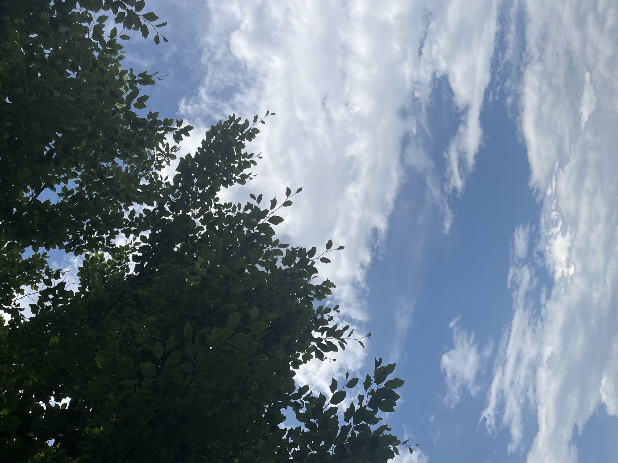The image is an upward-facing shot of a blue sky with scattered white clouds, partially obscured by the dark green foliage of tree branches in the upper left quadrant. The perspective suggests the viewer is standing beneath a tree, looking towards the sky. There are no people, buildings, or any other recognizable landmarks visible in the frame, which makes it impossible to determine the specific location within Oberammergau, Germany, or any other city. The lighting indicates it is daytime, likely under clear or partly cloudy skies.