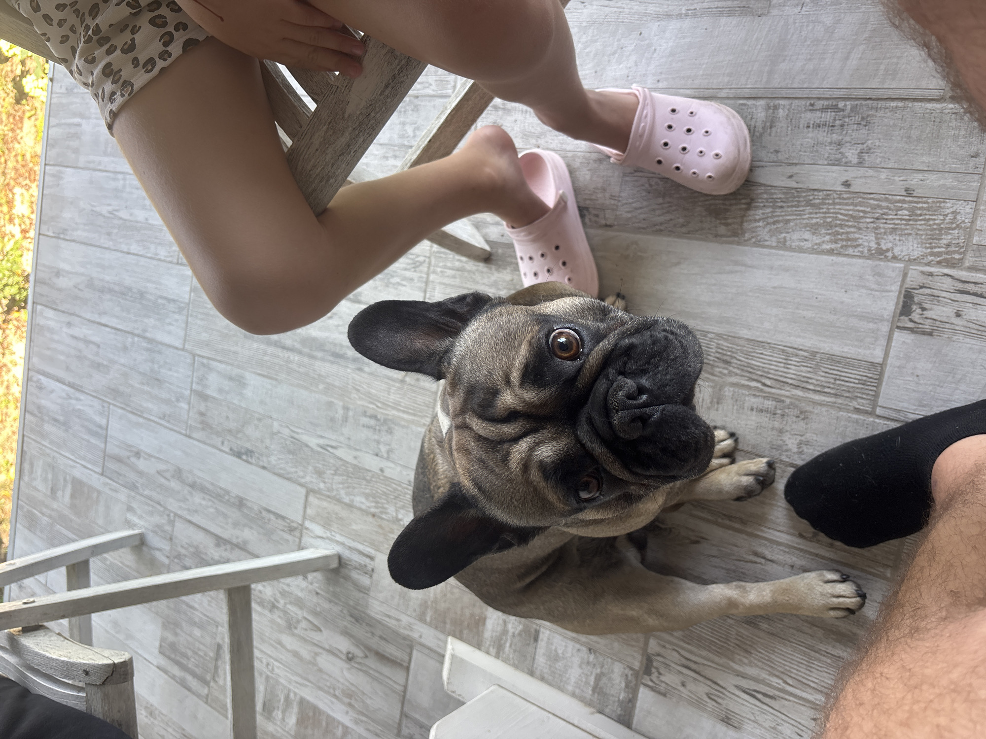 In Marten, Bulgaria, a fawn French Bulldog with dark markings on its face and ears is positioned on a light-colored wooden plank floor. The dog is looking upwards towards the camera. To the right of the dog, a person's legs are visible; they are wearing pink Croc-style shoes and a light-colored shorts with a leopard print pattern. Another person's legs, clad in a black sock, are in the foreground at the bottom left of the frame. Behind the dog, the legs of a light-colored wooden chair are present, and beyond that, the floor continues. In the background, a hint of greenery and foliage suggests an outdoor or semi-outdoor setting.