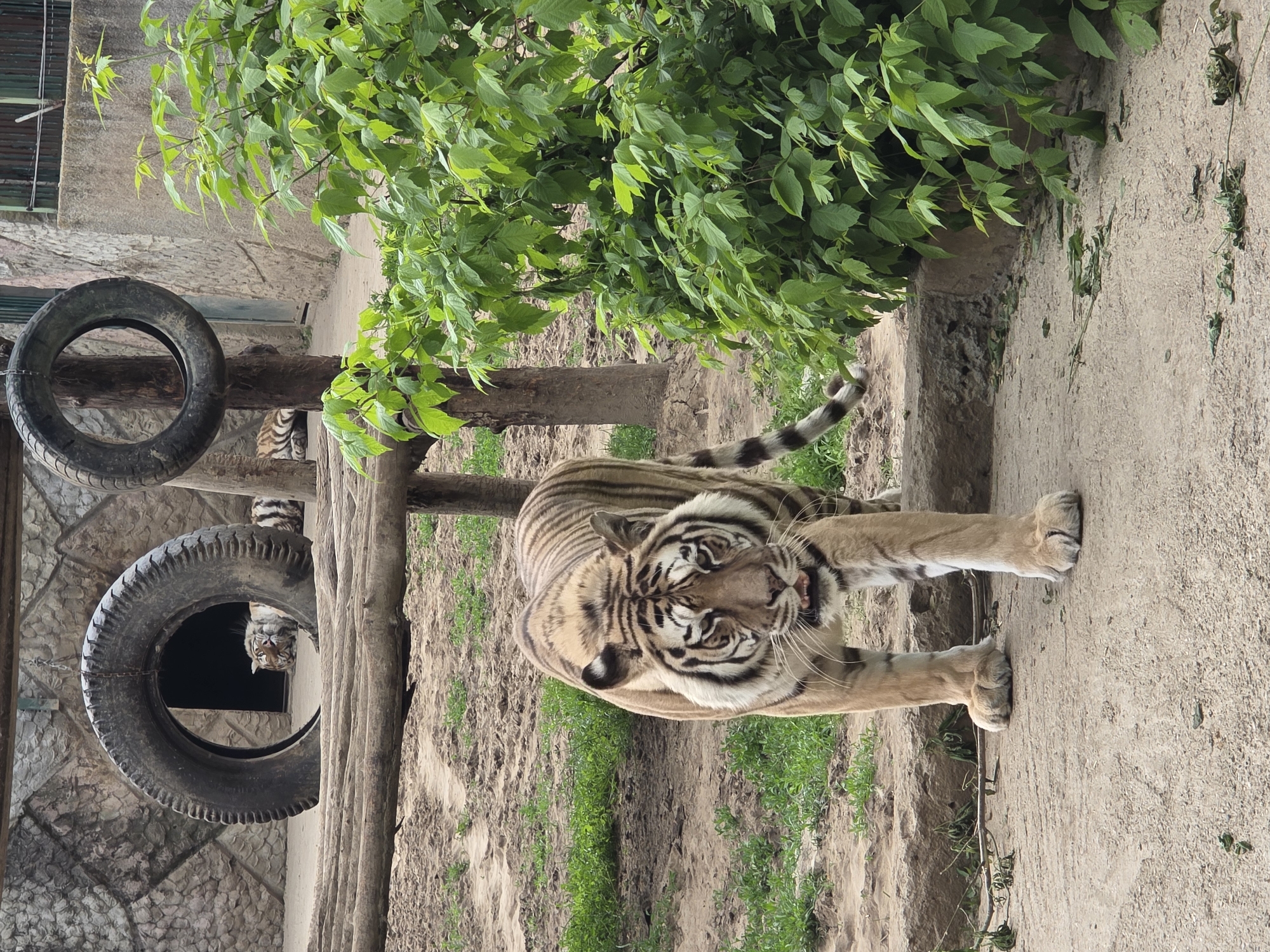 A medium, close-up, rotated shot shows a tiger near what appears to be a man-made tiger habitat in an Unknown, Unknown zoo, with trees, sand, and two tires hanging from wooden supports. The tiger is tan with black stripes and white whiskers; it appears to be stretching. The tire and wood structures are to the left, and the trees and sand are in the background. The tire structures are near a concrete wall with a small, barred window.