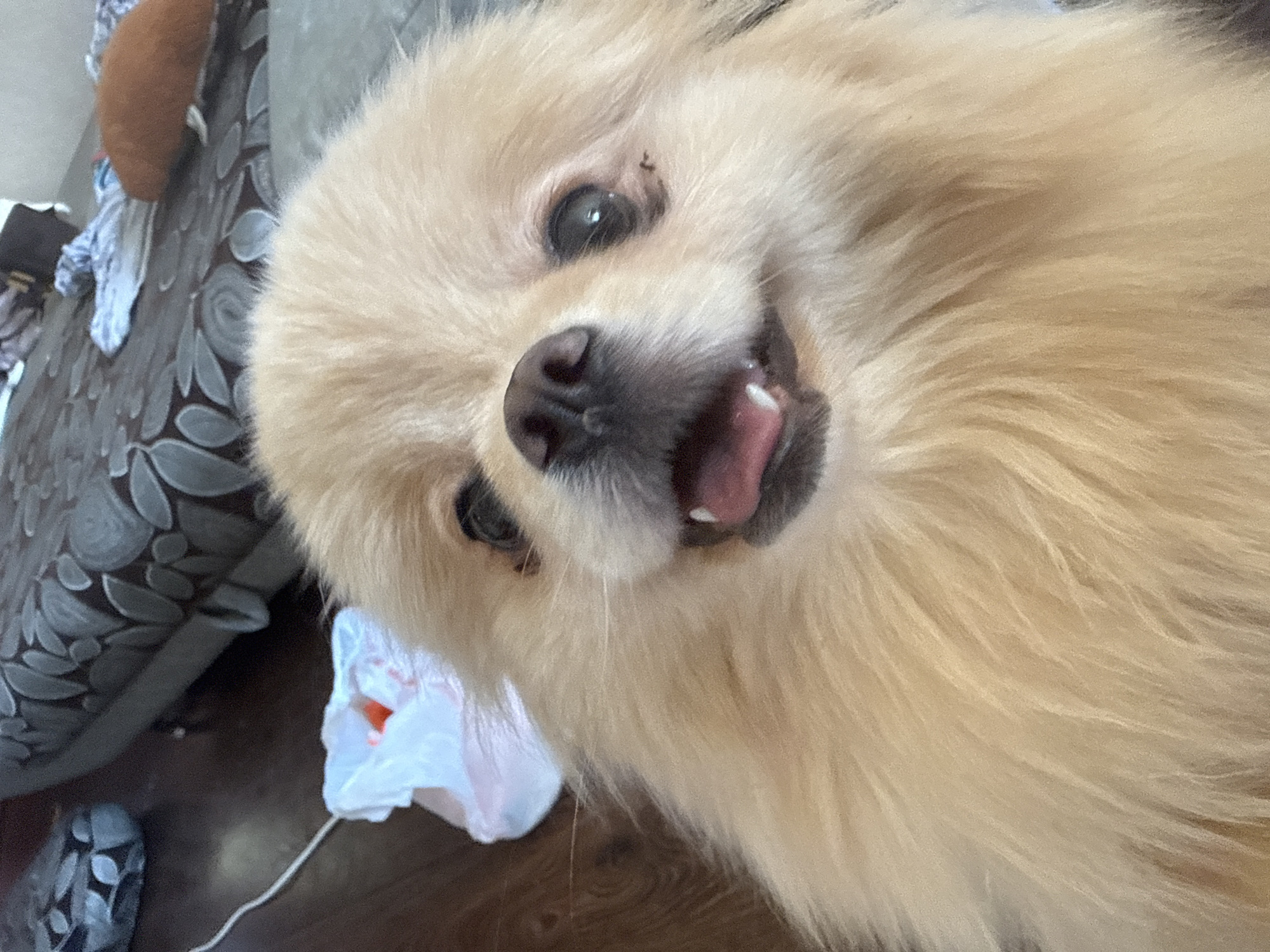 The image is a close-up, tilted, outdoor, eye-level shot of a fluffy, light-colored Pomeranian dog. The dog's face is the primary subject, taking up most of the frame. Its fur is a creamy blonde color, and its ears are perked. The dog's eyes are dark and round, with a slightly curious or playful expression. Its nose is black and wet. The dog's tongue is visible, sticking out slightly, and a single small white tooth is also visible. The background is blurry but appears to be indoors. To the left of the dog, a patterned sofa or chair is visible. Below the dog, on the floor, is a crumpled white plastic bag with an orange object inside. A white string or cord extends from the bag towards the bottom left of the frame. The lighting suggests it is daytime. There is no visible text in the image.