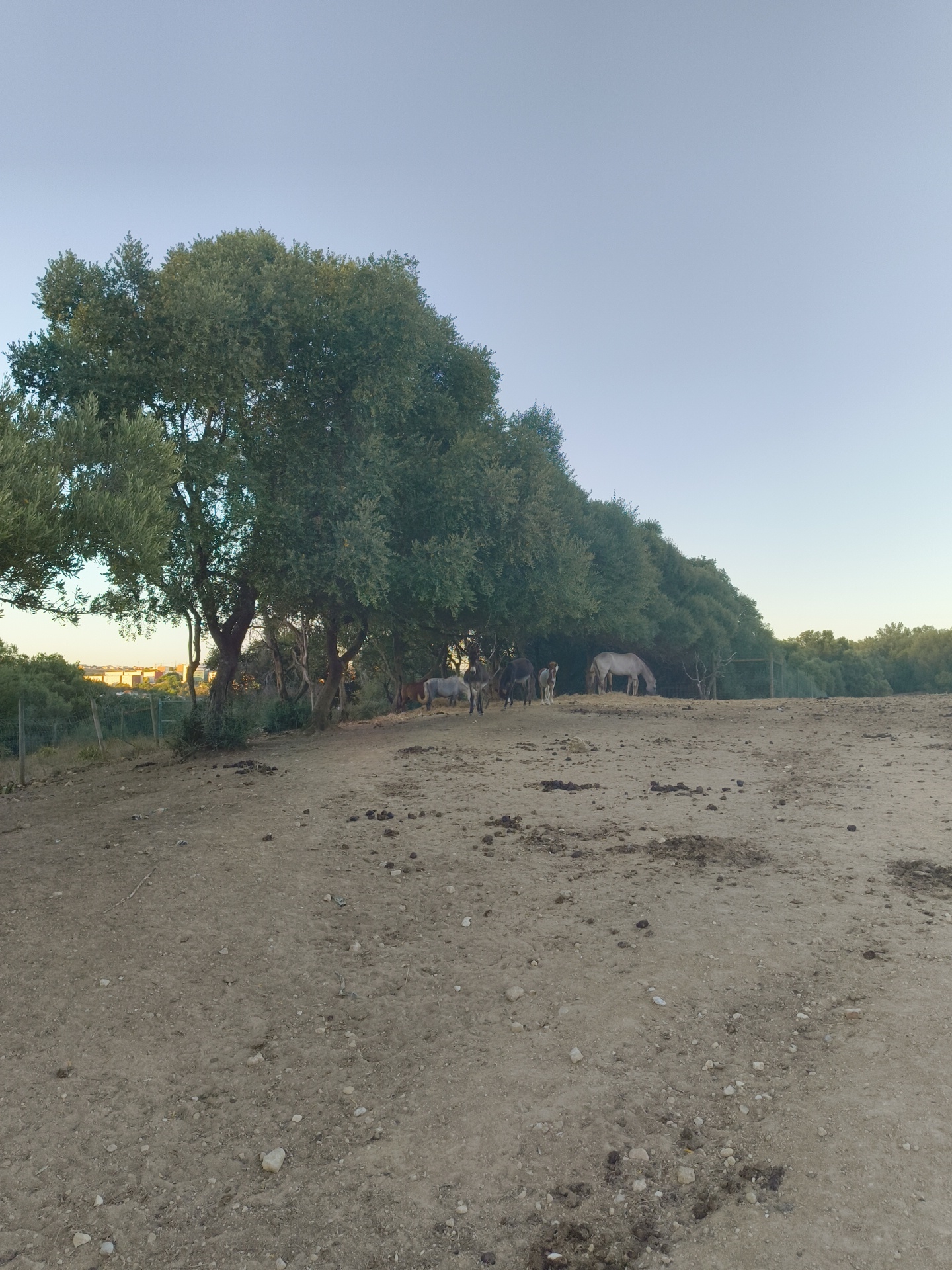 The image depicts a rural scene with several horses and a few dark-colored animals, possibly donkeys, grazing in a dusty, open field. The area is lined with a dense row of trees, providing shade. In the background, there is a glimpse of buildings, suggesting the proximity of a town or city. A wire fence is visible on the left side of the image, separating the field from a more vegetated area. The sky is clear and light blue, indicating it is either early morning or late afternoon. The ground is dry and scattered with small stones and animal droppings. The overall impression is one of a tranquil, natural environment within a potentially urbanized landscape. This scene is located in Oeiras, Portugal, where such pastoral settings can be found interspersed with developed areas.