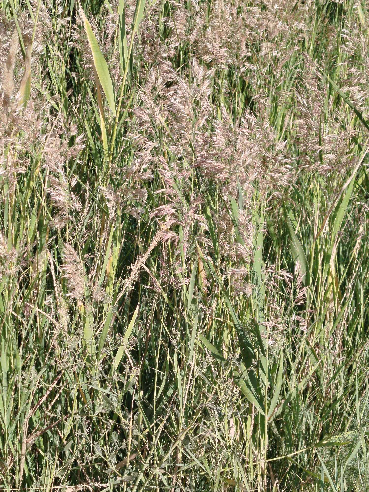 The image depicts a close-up, top-down view of a dense field of tall grasses and reeds. The vegetation is primarily green with some stalks exhibiting a lighter, dry, or seed-bearing appearance, colored in shades of beige and light pink. The overall impression is one of natural growth with a textured and layered appearance. The lighting suggests it is daytime, with sunlight illuminating the tops of the grasses, creating highlights and shadows within the dense foliage. There are no people, animals, or man-made structures visible in the frame. The scene appears to be an uncultivated natural area, possibly a meadow, marshland, or roadside verge. The provided coordinates place the scene within Qarağandı city administration, Kazakhstan.
