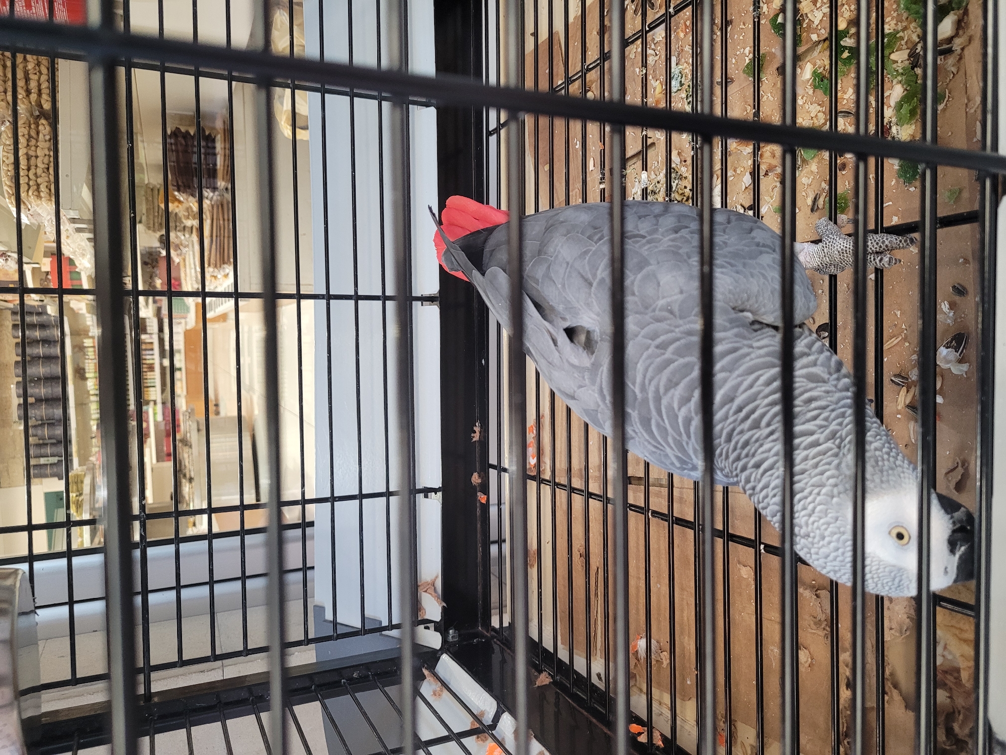 An African Grey parrot with a bright red tail feather stands in a cage. The cage is filled with debris, including paper, seeds, and small pieces of food. In the background, shelves are stocked with various goods. The parrot is looking down towards the floor of the cage.