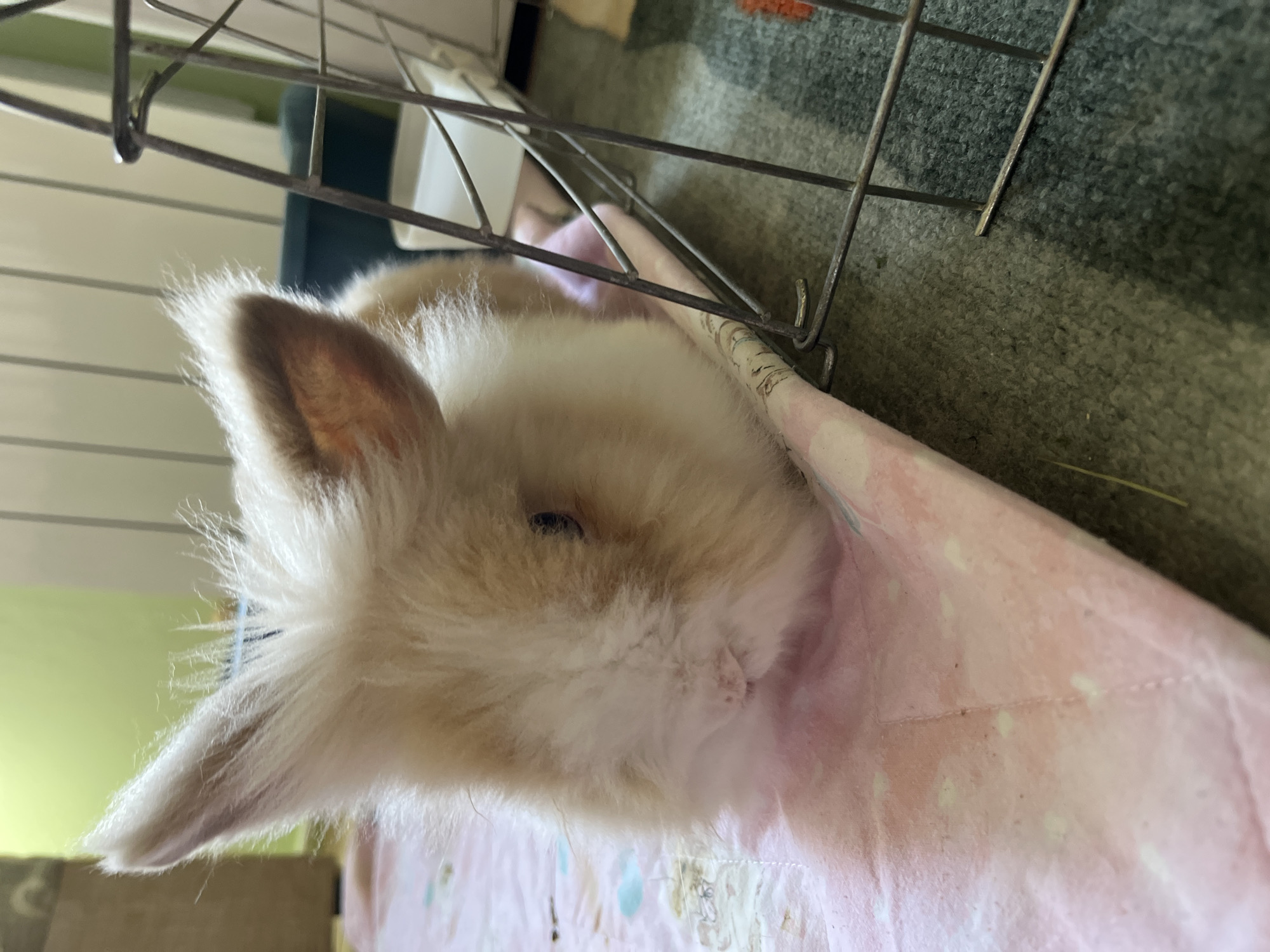 This image, taken in the city of Vratsa, Bulgaria, depicts a small, fluffy domestic rabbit resting on a patterned pink and white mat. The rabbit, predominantly light brown and white, is positioned on its chest with its head facing slightly to the right. Its ears are erect and covered in long fur, with the inner ear visible on the right side. Dark eyes are partially visible through the fur on the right side of its face. A small, pink nose is discernible above its mouth. To the right of the rabbit, a section of a metal wire enclosure or cage is visible, forming a barrier. The mat extends under the rabbit and to the left, exhibiting some minor discoloration and faint brown specks. The floor beneath the mat and to the right of the cage consists of a dark green, textured carpet, with a few light-colored strands, possibly hay. In the background, a light green wall is present on the left, while a white object, likely a feeder or water dish, is partially visible behind the cage on the right, alongside a dark teal object. Further back, a vertical white surface is evident.
