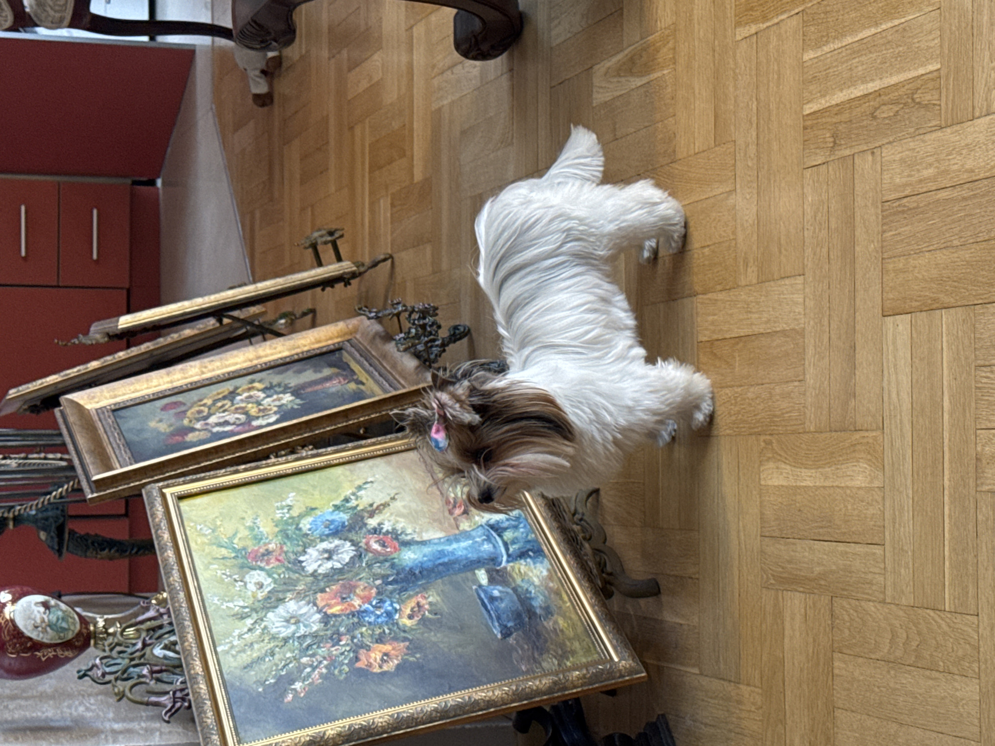 This interior image, taken in Plovdiv, Bulgaria, features a small dog among framed paintings on a parquet floor. The dog, a fluffy white and brown canine, possibly a Yorkshire Terrier, has a colorful pink and blue bow in its hair. It is positioned with its head down, appearing to interact with or sniff a large, ornate golden-framed painting in the foreground.
The floor is made of light-colored wooden planks arranged in a herringbone pattern. Several paintings are visible, leaning against objects or stacked. The most prominent painting in the foreground depicts a vibrant floral still life with a bouquet of white, blue, orange, and red flowers in a blue vase, set against a dark background. Another framed floral still life painting is partially visible behind it, sharing a similar style and ornate golden frame. Further back, a less distinct third painting can be seen.
In the background, on the left side of the image, there is a red cabinet or storage unit with sleek, vertical handles, suggesting a modern kitchen or living area setup. A dark, ornate furniture leg is partially visible in the upper part of the image. On the far left, a decorative object with a red base and gold accents is also partly visible. The overall setting is well-lit, providing a clear view of the subjects and surroundings. No visible text is present in the image. The image is oriented vertically, suggesting it was taken with a rotated camera.