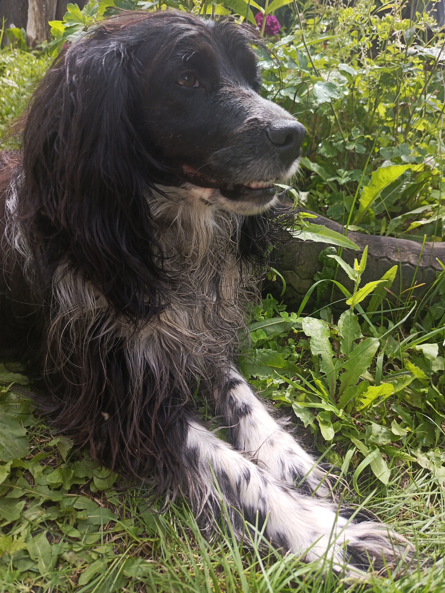 A black and white long-haired dog is lying in the grass near a wooden fence and lush green foliage, with a fallen tree trunk visible in the background. The dog is looking to the right, with its mouth slightly open, revealing its teeth. Its fur is a mix of black and white, with white markings on its legs. The environment appears to be outdoors, possibly in a park or a backyard. The image does not provide any information about its location in Kauchuk Stantsiya, Russia.