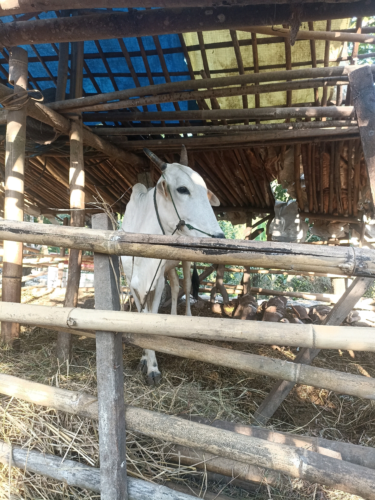 A white bull is standing in a pen made of bamboo poles. The bull has horns and is wearing a green rope around its neck. The pen is filled with hay. In the background, there is a rustic shelter with a blue tarp for a roof. The scene appears to be in an outdoor setting, possibly a farm or rural area in Widoro, Indonesia. The lighting suggests it is daytime, with sunlight filtering through the shelter.