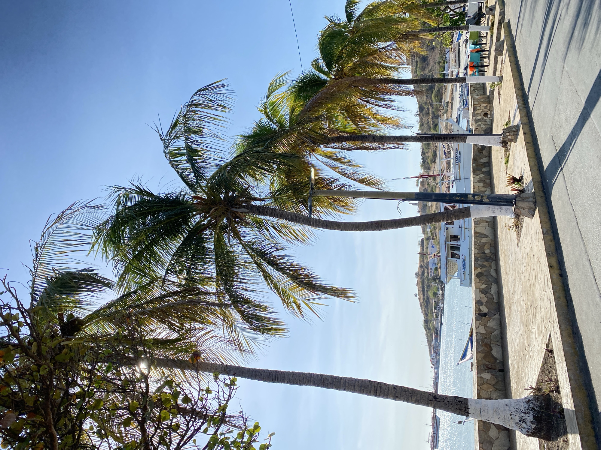 This image depicts a sun-drenched coastal scene, consistent with Juan Griego, Venezuela, under a clear blue sky. A row of tall palm trees with vibrant green fronds dominates the left side of the frame, several exhibiting white-painted bases on their trunks. Sunlight strongly filters through the leaves of the foreground tree, creating a bright, glowing effect.
Adjacent to the trees, a paved walkway made of irregular flagstones extends along the waterfront, paralleled by an asphalt road. A low, rustic stone wall separates the walkway from a calm, blue body of water, likely a bay or sea, which shimmers with sunlight. Numerous boats are visible in the tranquil water, either docked or anchored. One prominent white boat clearly displays the text "PLAYAS DUNAS" on its side. Another smaller boat shows "J. M. GRACIA" and a registration number "2020.01.0117".
In the background, across the water, arid hills rise, dotted with distant structures. The bright illumination, distinct shadows, and clear conditions suggest a sunny day, likely mid-morning or late afternoon. The scene is static, devoid of people or specific activities, portraying a serene tropical waterfront landscape.